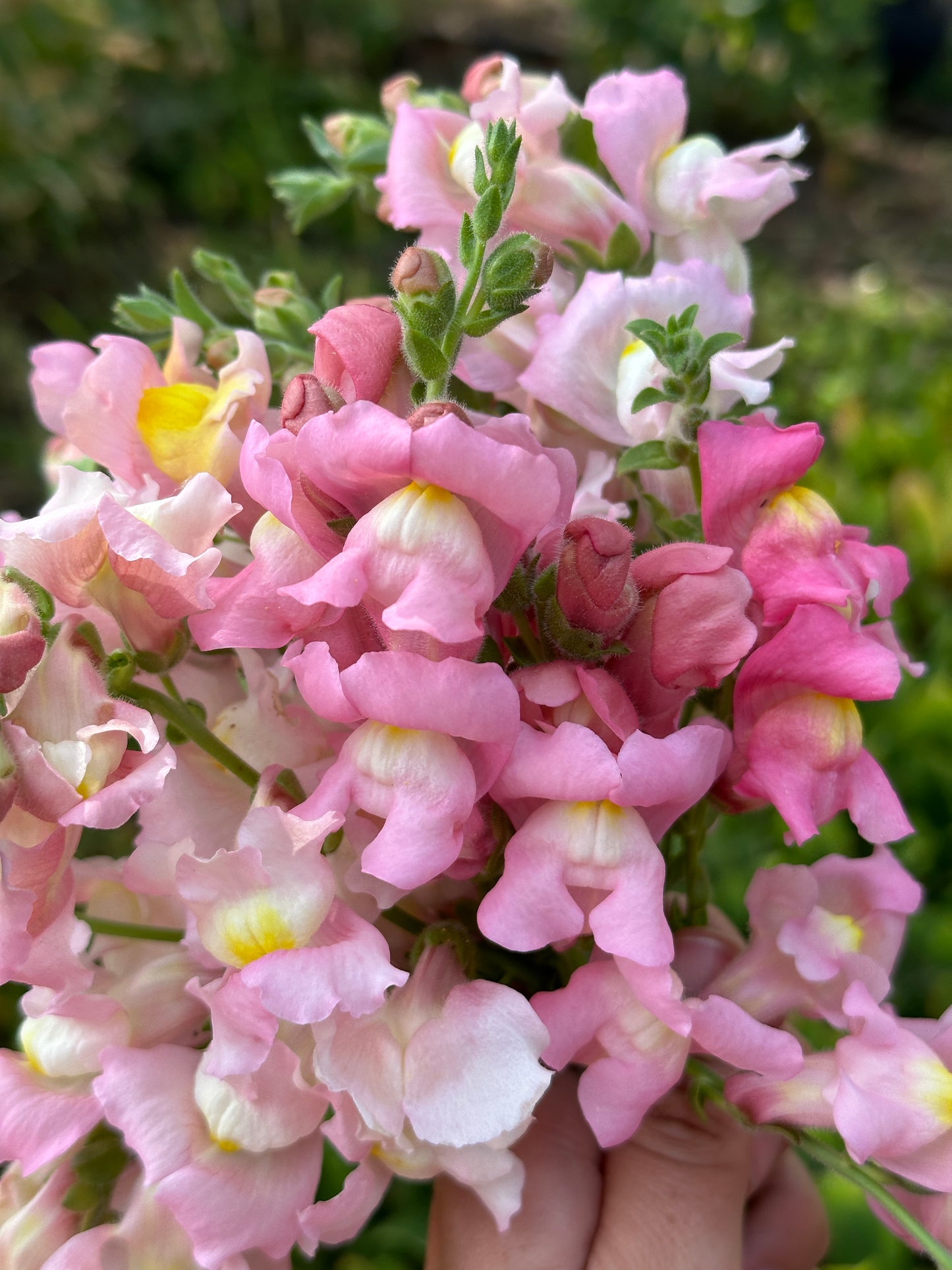 Snapdragon