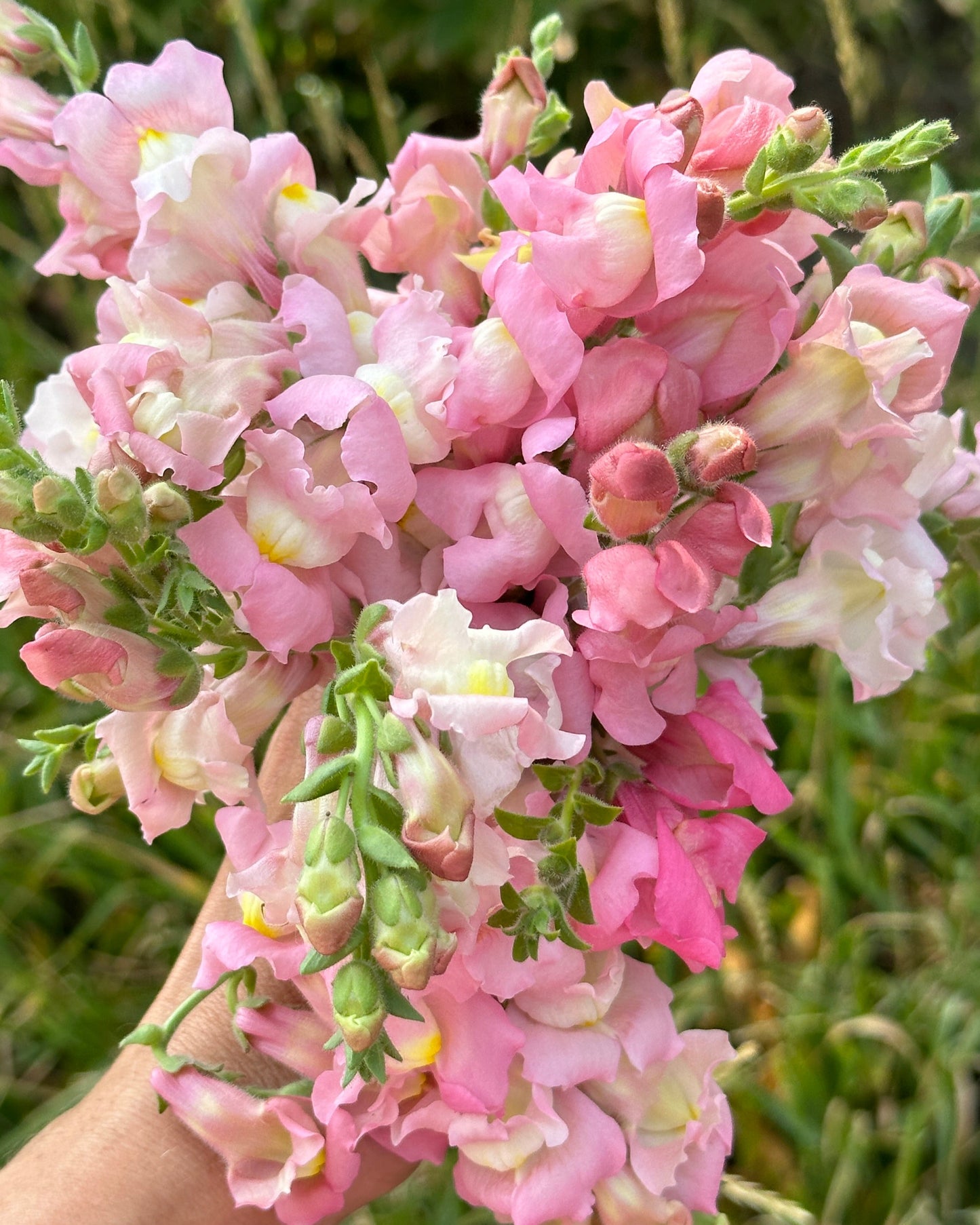Snapdragon