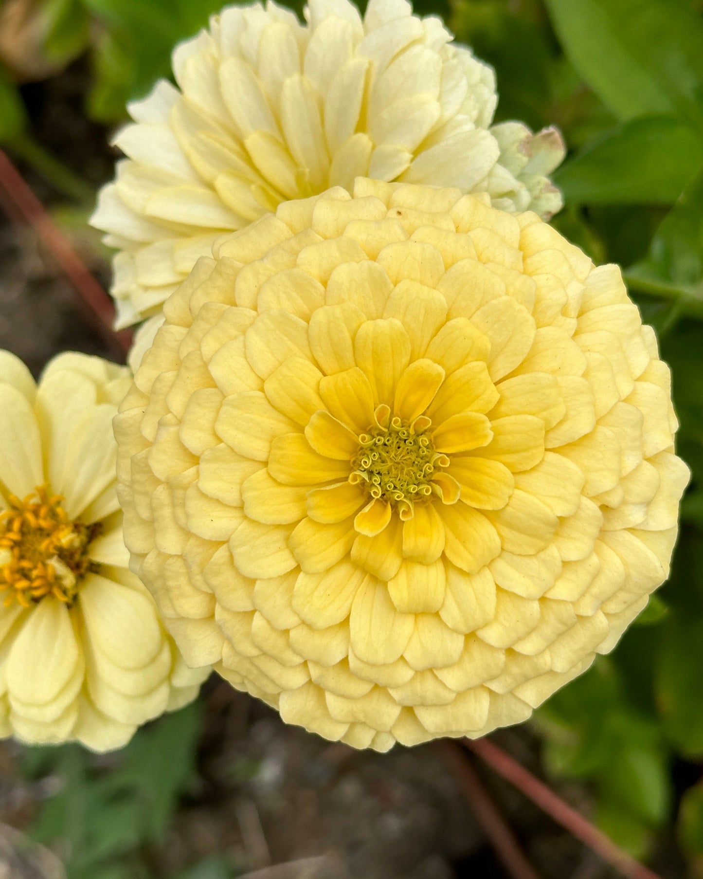 Zinnia Blend- Buttercreams (25 seeds)