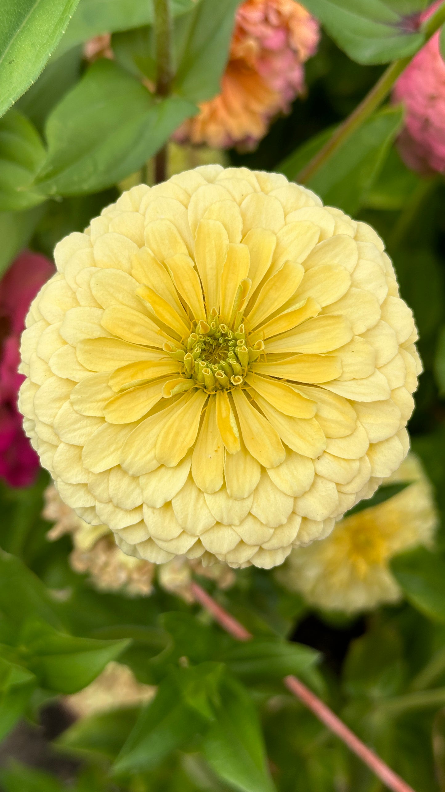 Zinnia Blend- Buttercreams (25 seeds)