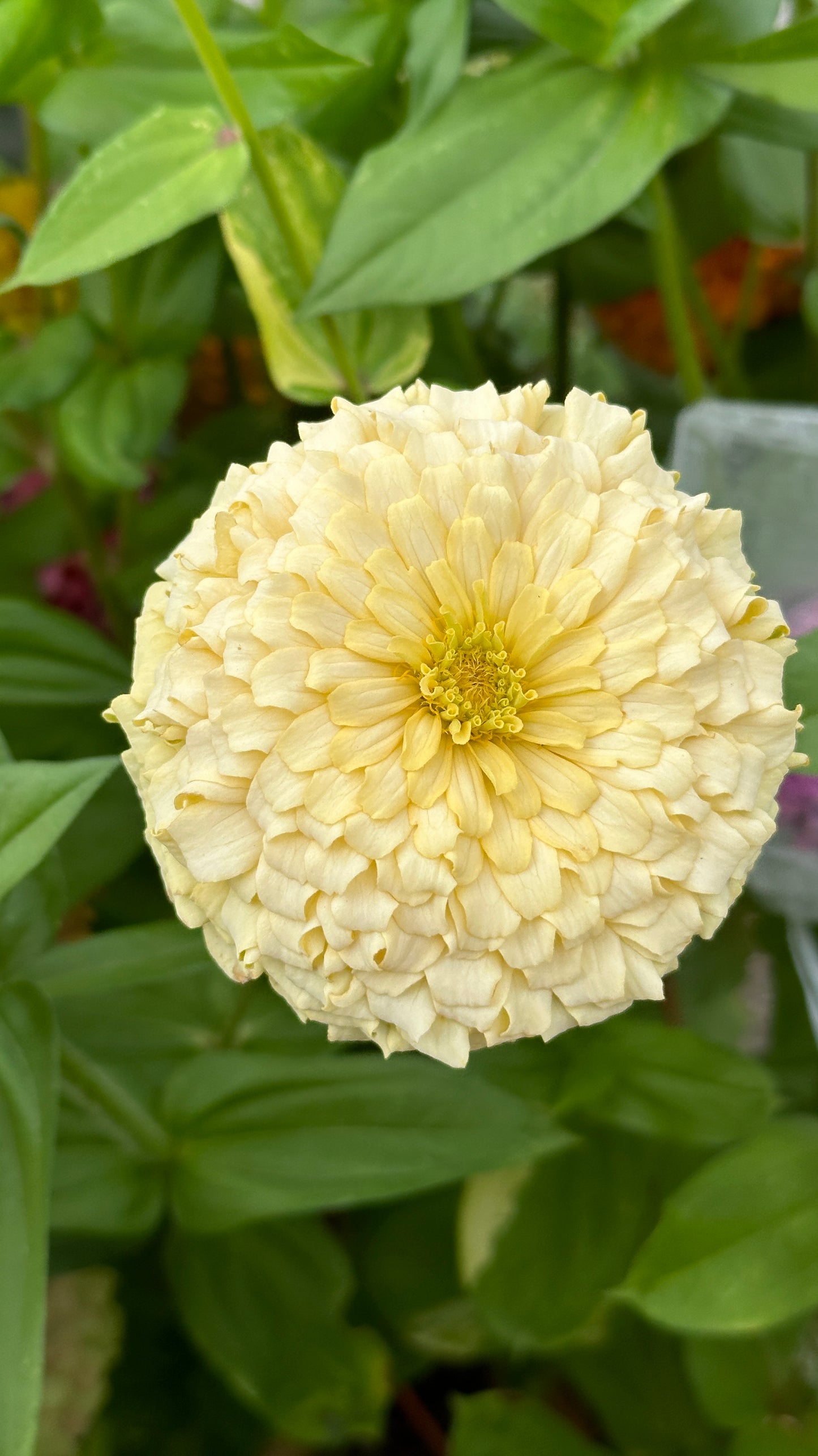 Zinnia Blend- Buttercreams (25 seeds)