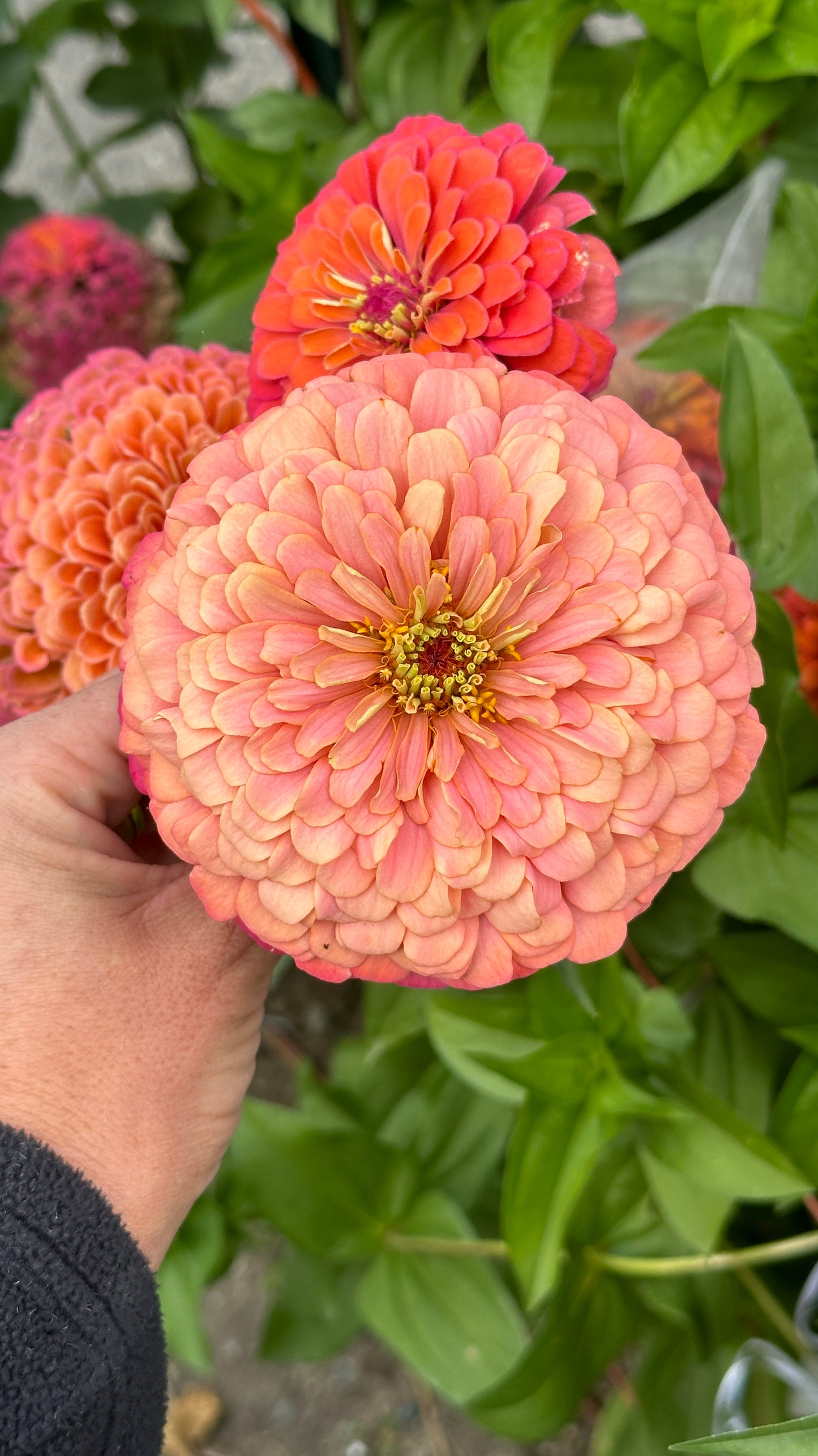 Zinnia Blend - Joy (25 seeds)