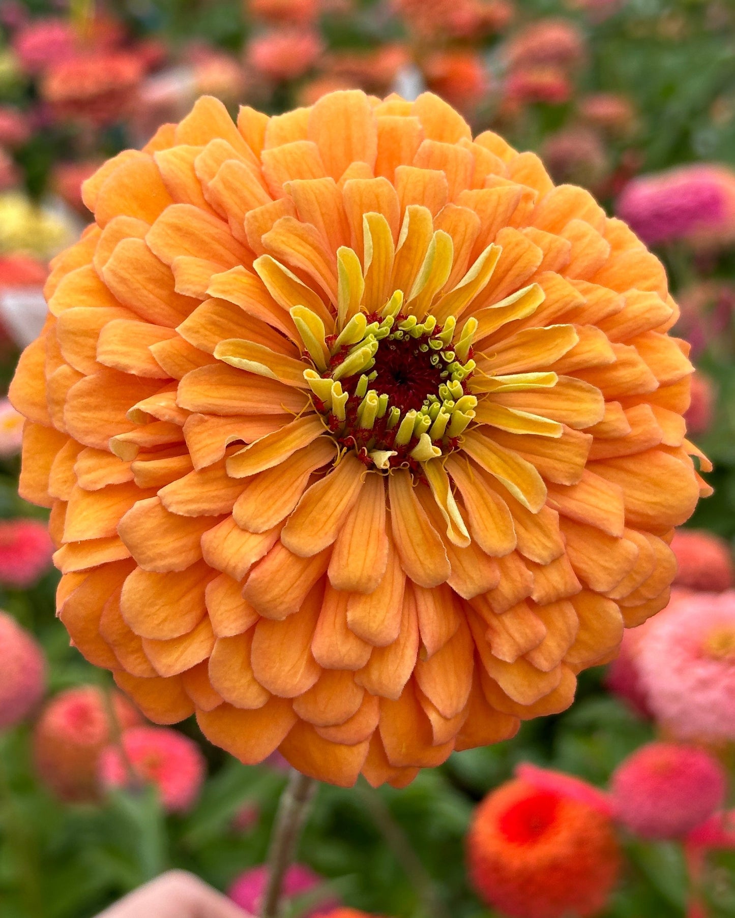 Zinnia Blend - Joy (25 seeds)