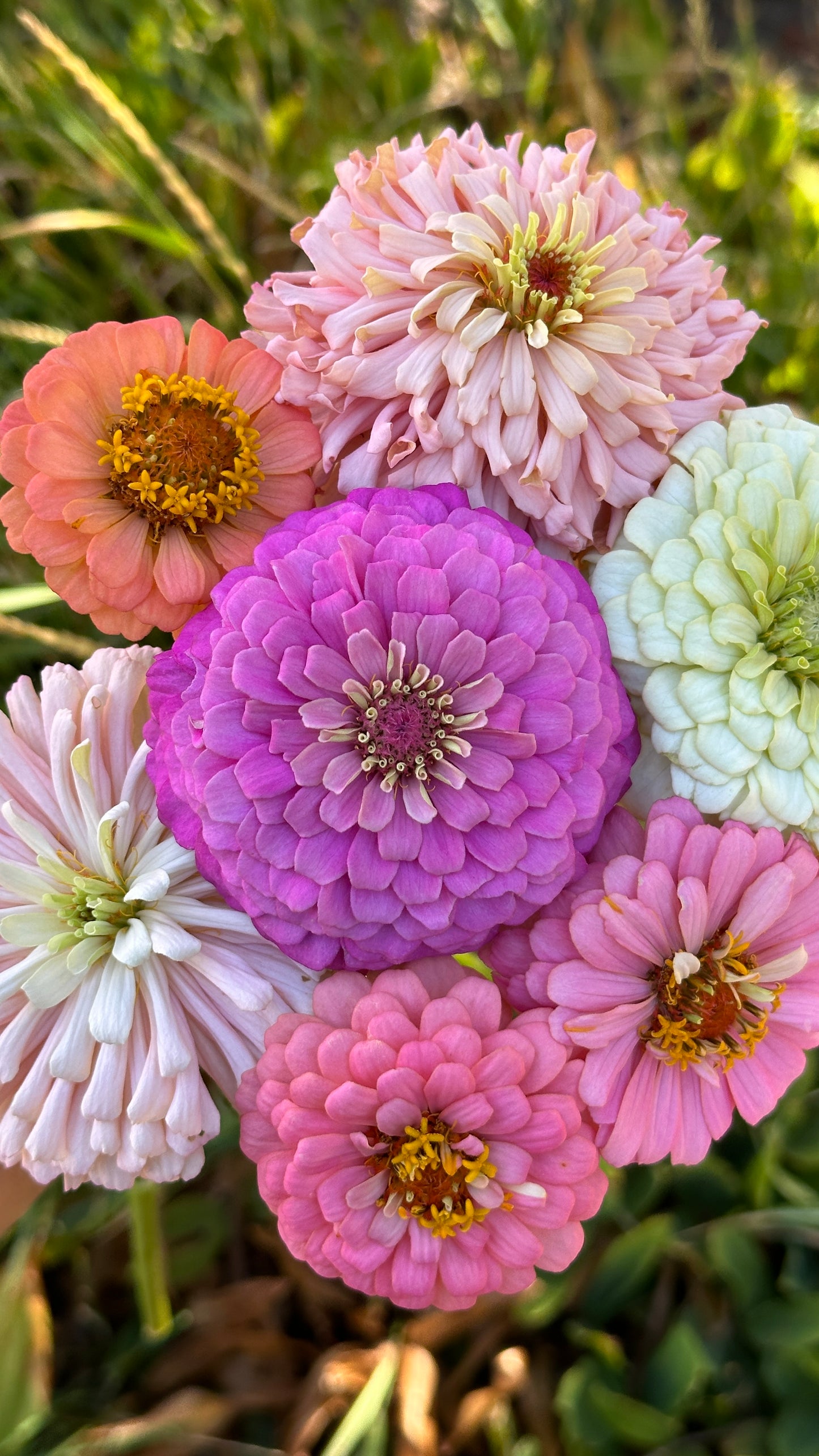 Zinnia - Purple F2 (25 seeds)