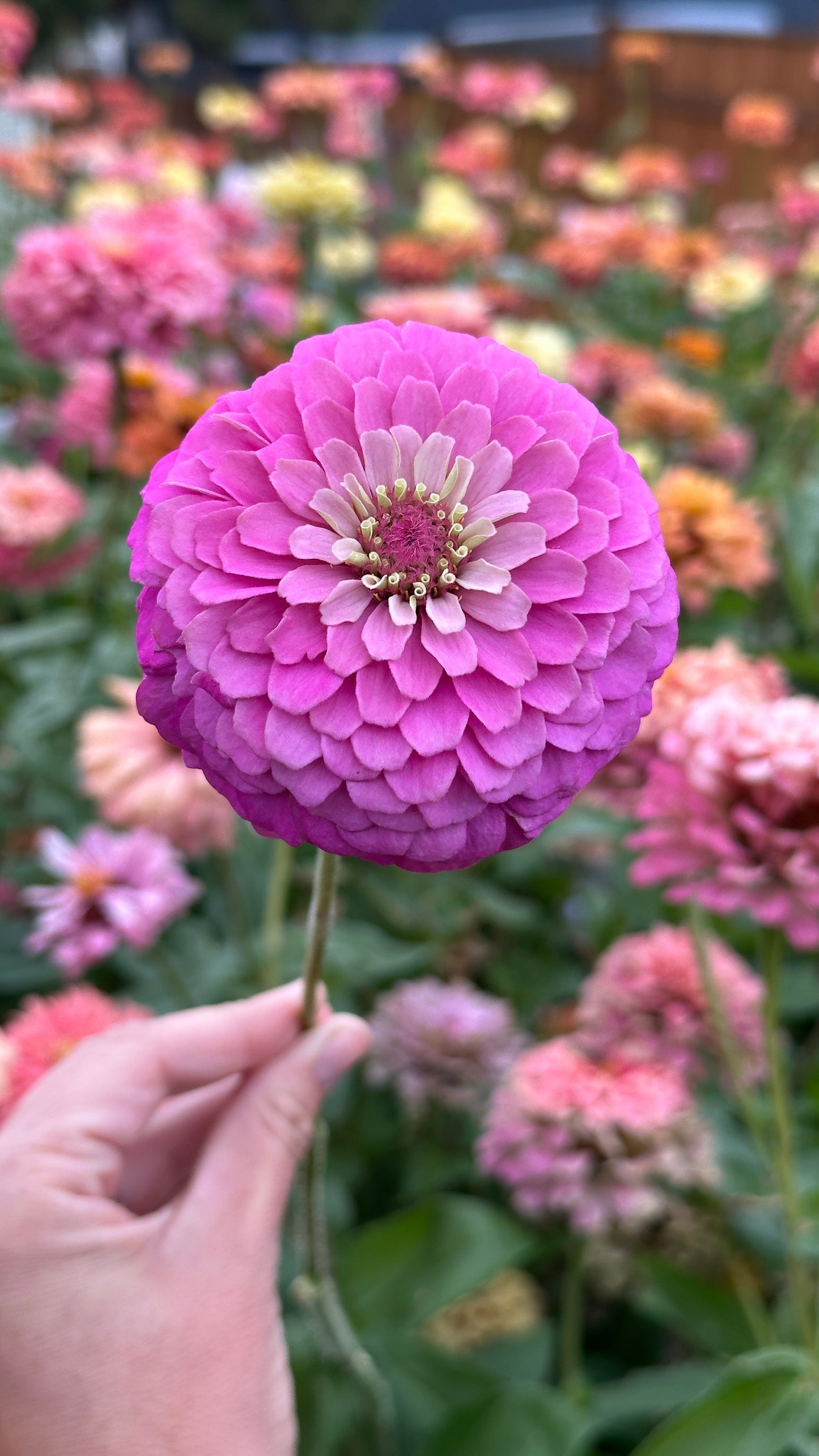 Zinnia - Purple F2 (25 seeds)