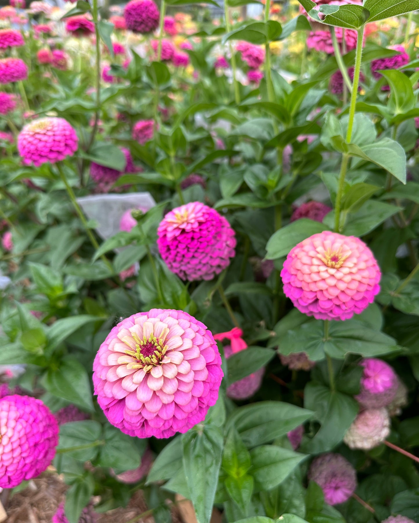 Zinnia - Purple F2 (25 seeds)