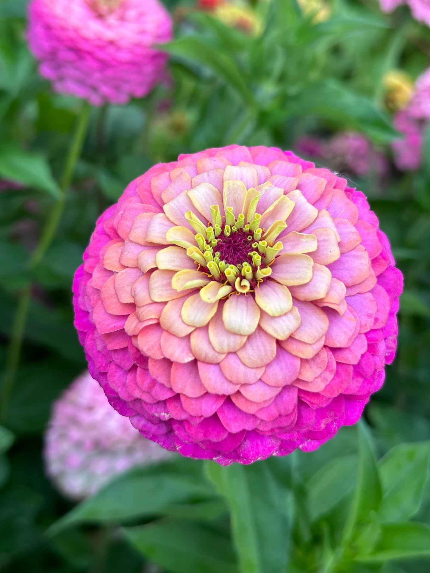 Zinnia - Purple F2 (25 seeds)