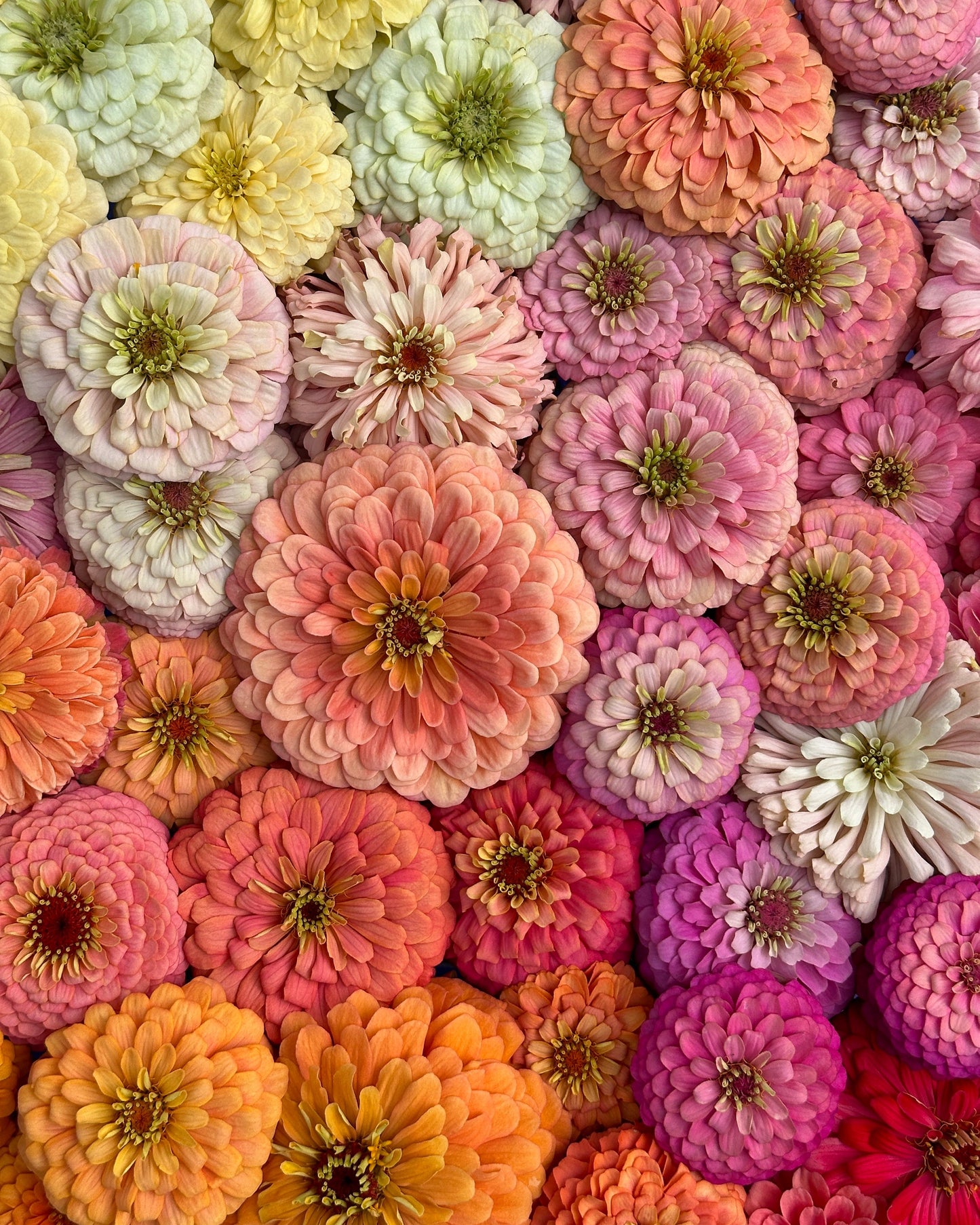 Zinnia Mix- Second Chance (50 seeds)