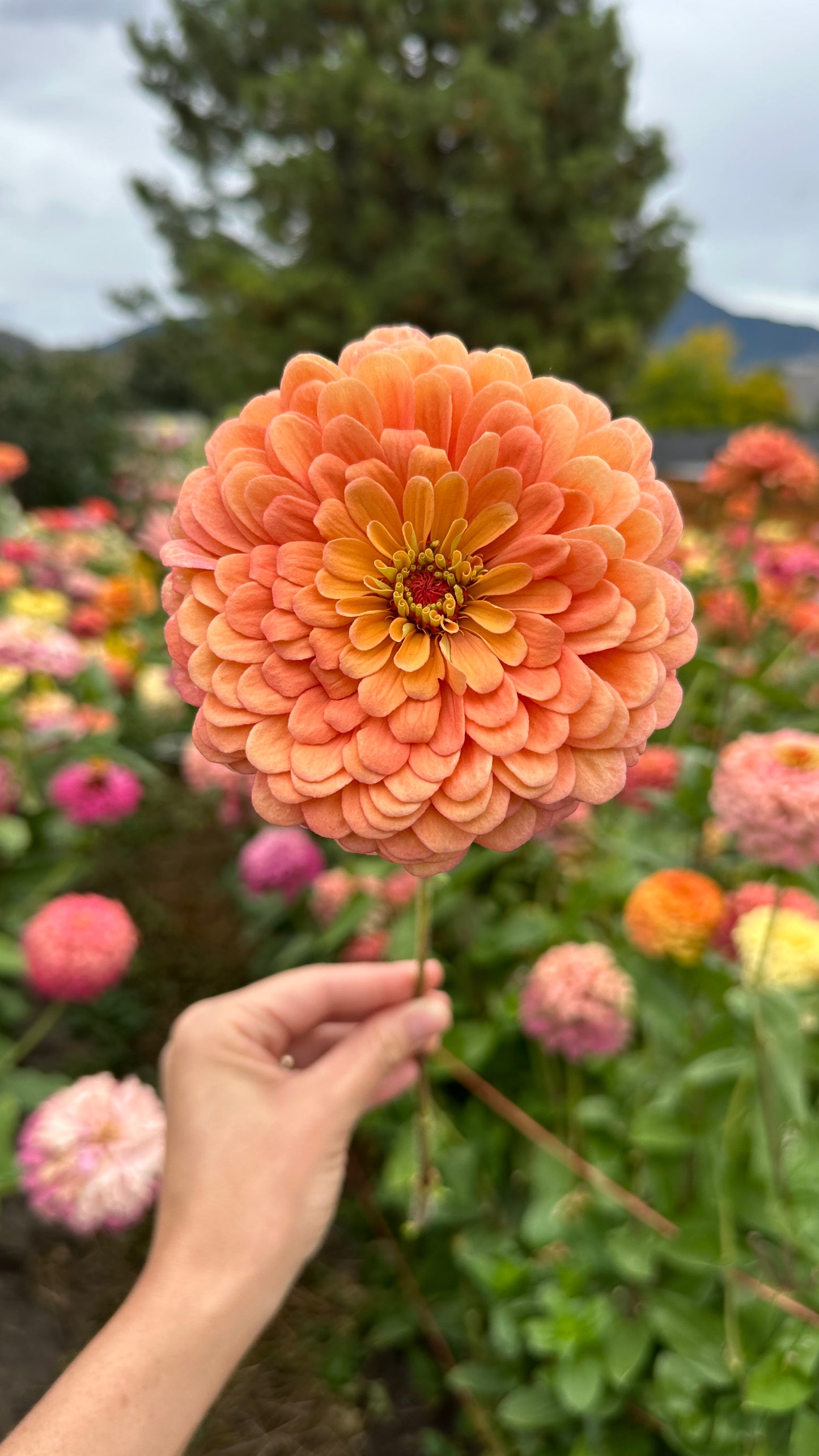Zinnia Blend - Joy (25 seeds)