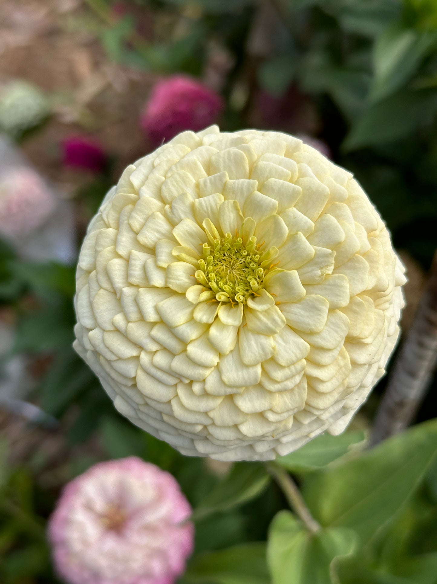 Zinnia Blend- Buttercreams (25 seeds)