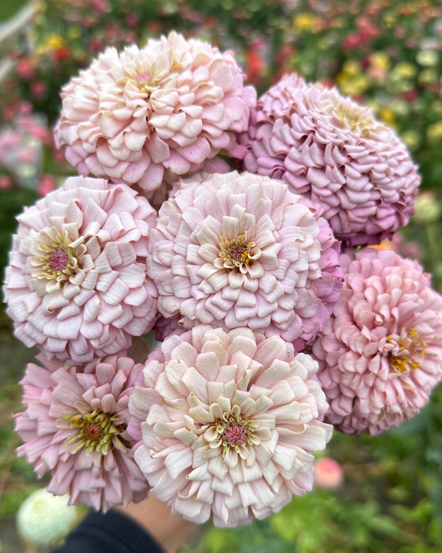 Zinnia Blend - Hope
