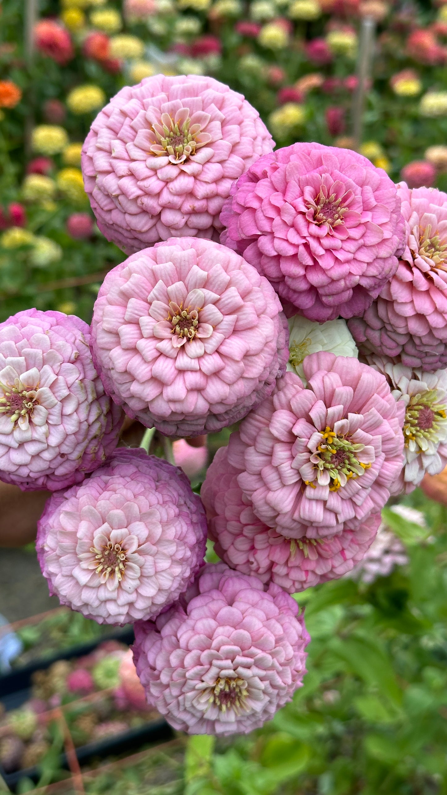 Zinnia Blend - Hope