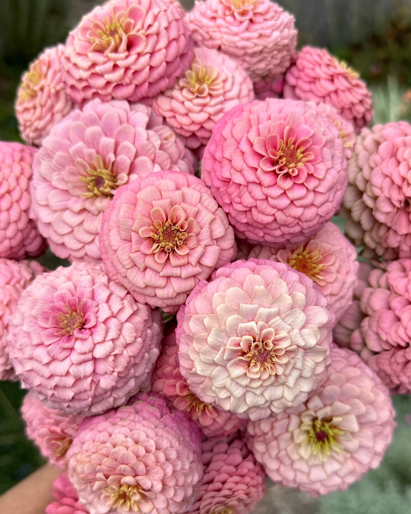 Zinnia Blend - Hope