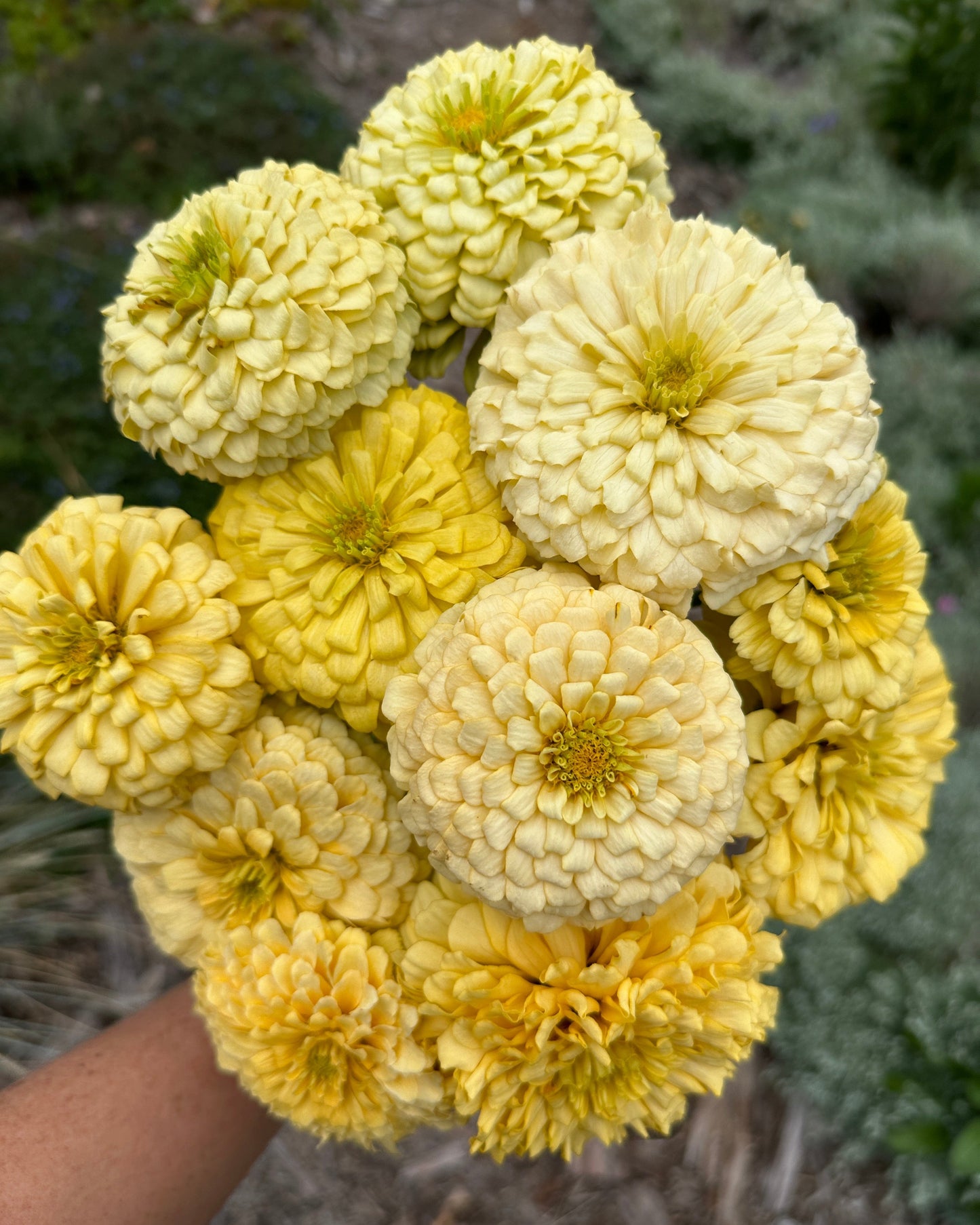 Zinnia Blend- Buttercreams (25 seeds)
