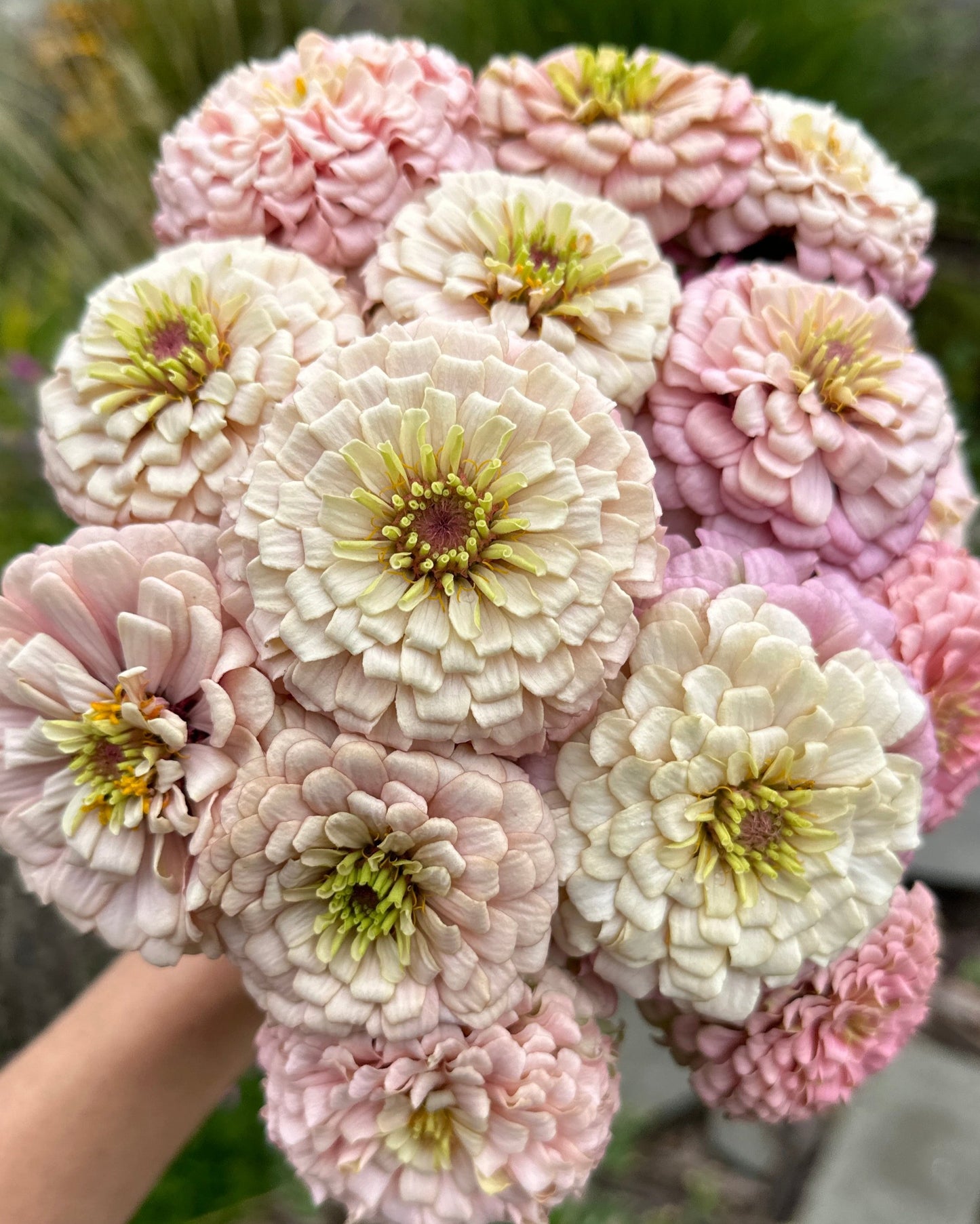 Zinnia Blend - Hope