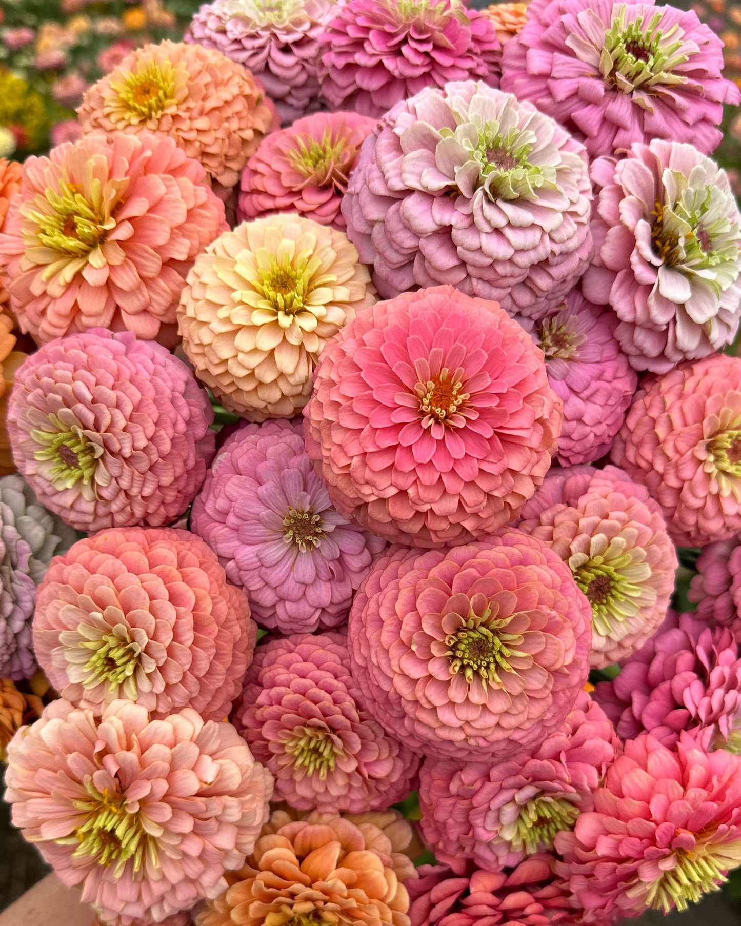 Zinnia Blend - Cheer (25 seeds)