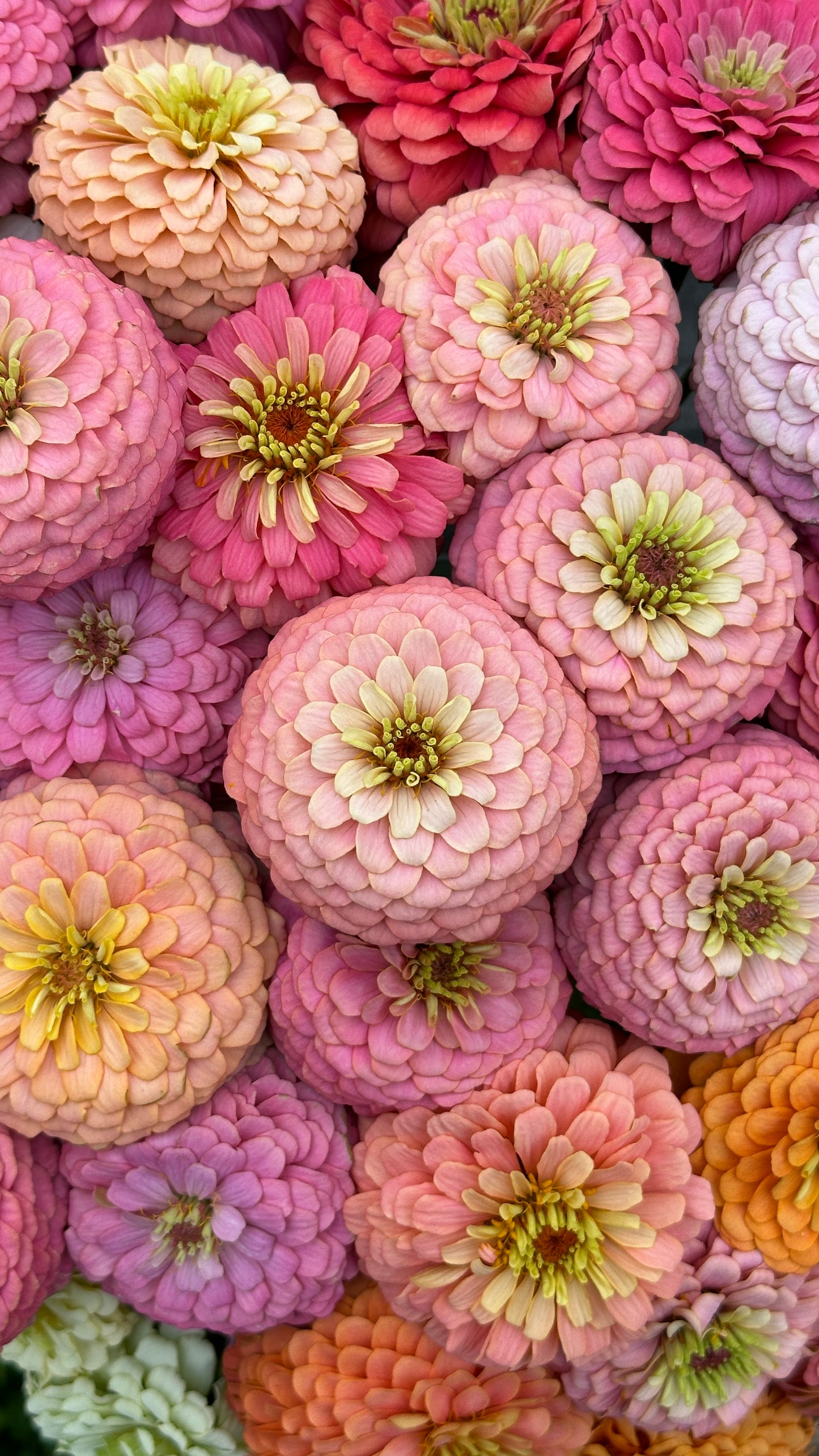 Zinnia Blend - Cheer (25 seeds)