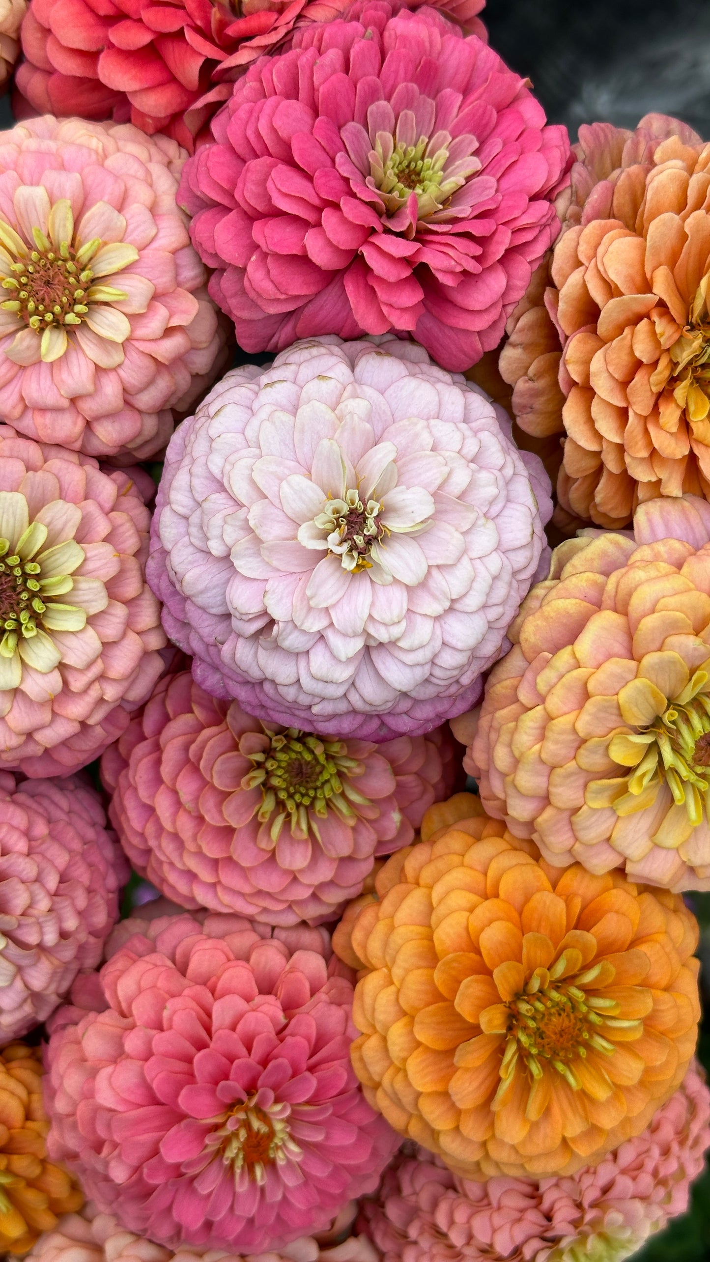 Zinnia Blend - Cheer (25 seeds)