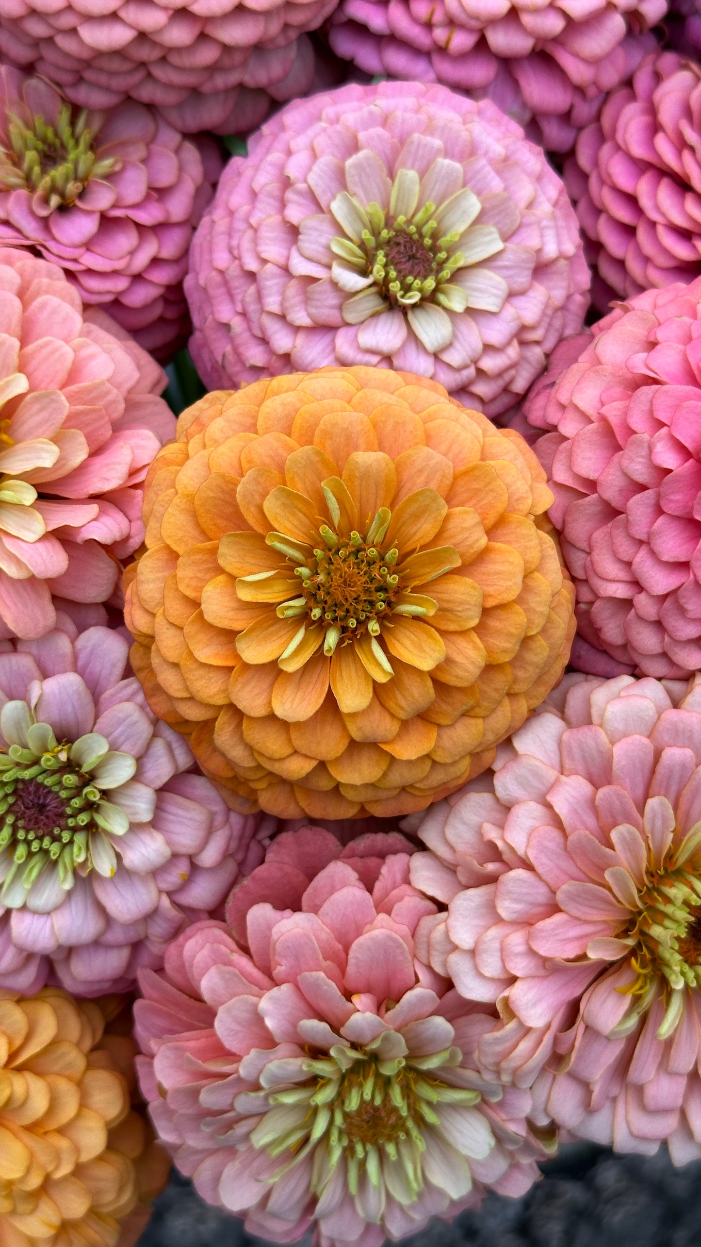 Zinnia Blend - Cheer (25 seeds)