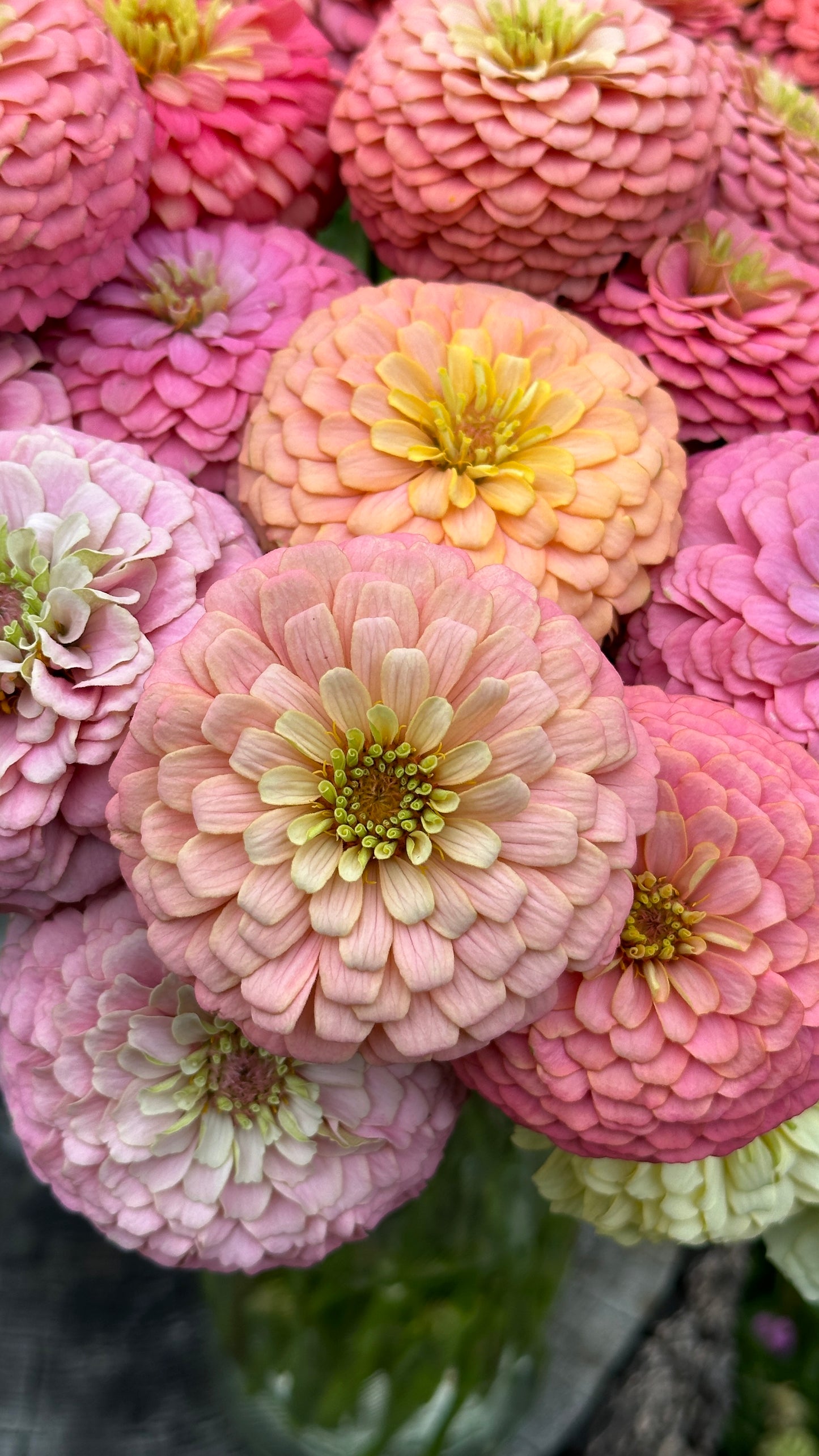 Zinnia Blend - Cheer (25 seeds)