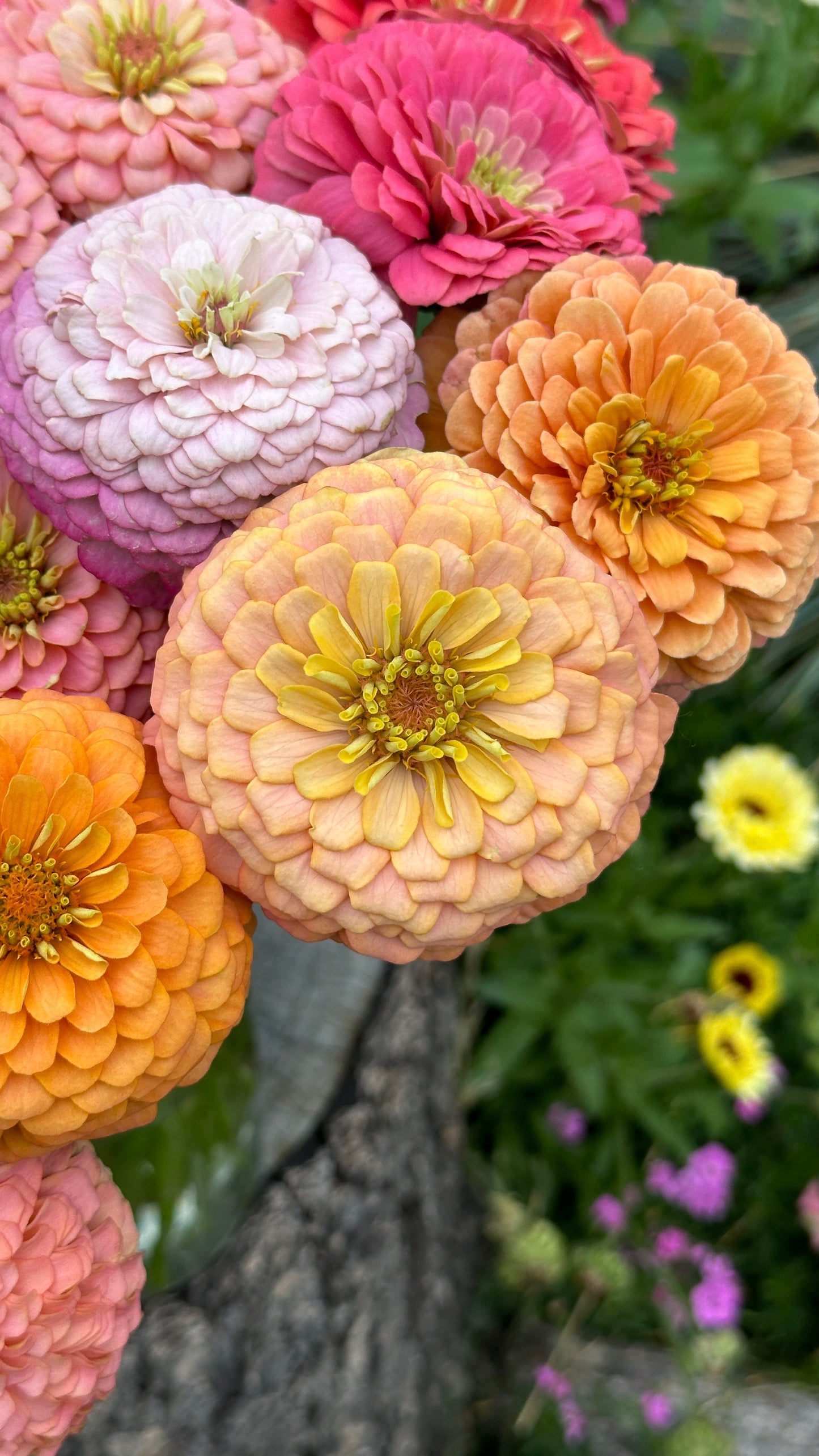 Zinnia Blend - Cheer (25 seeds)