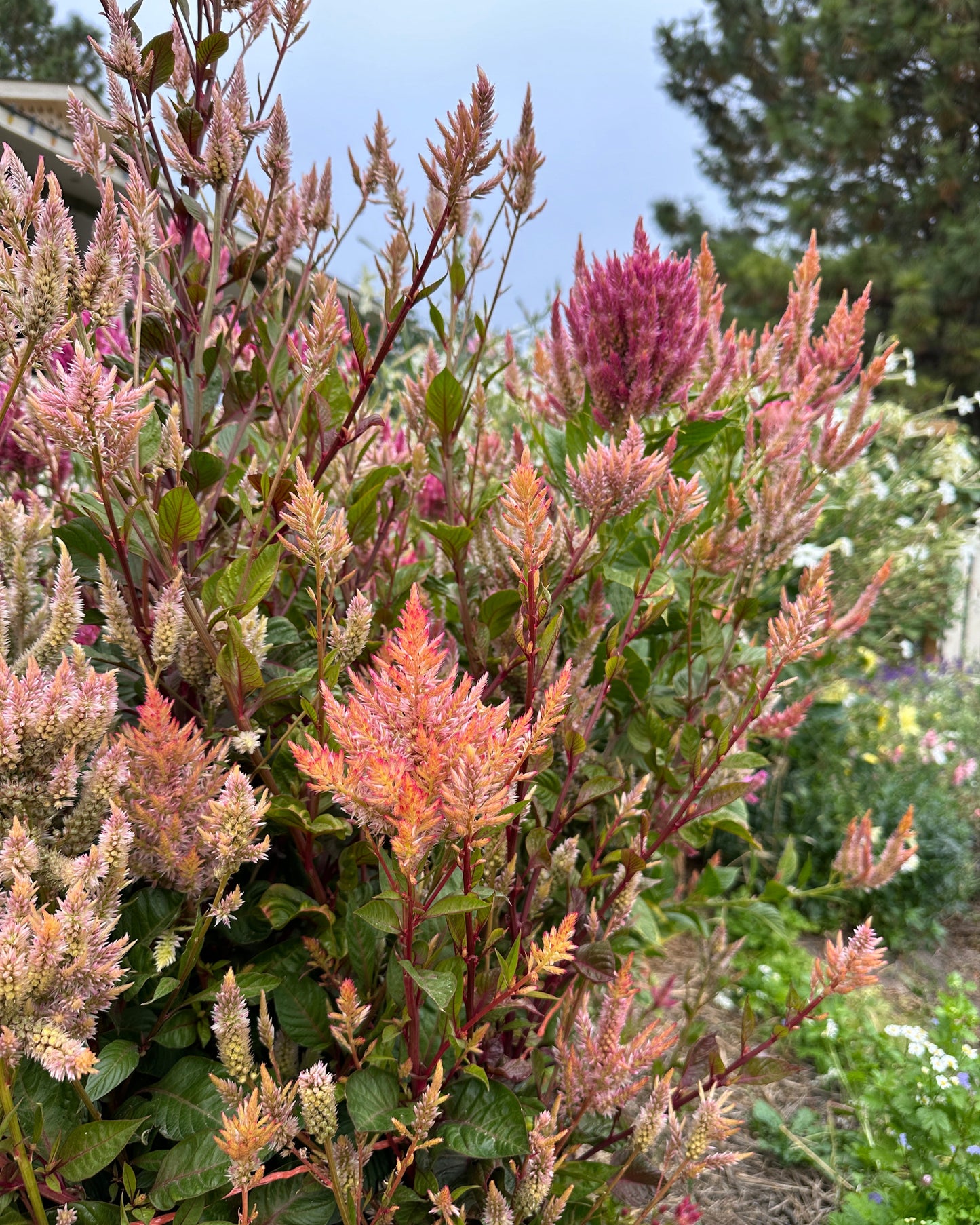 Celosia