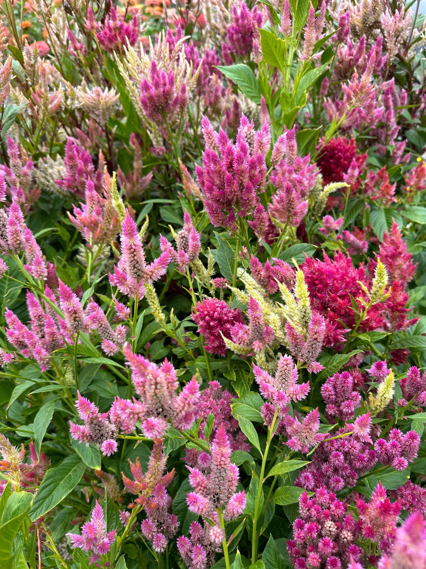 Celosia