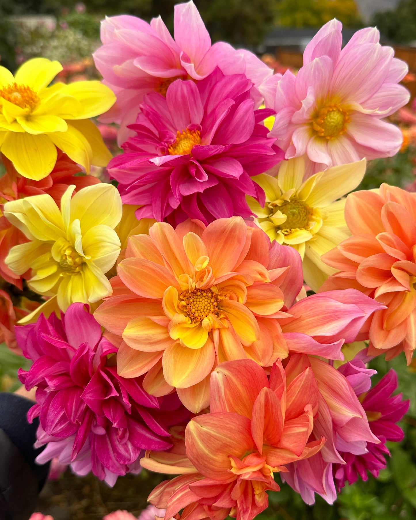 Dahlia