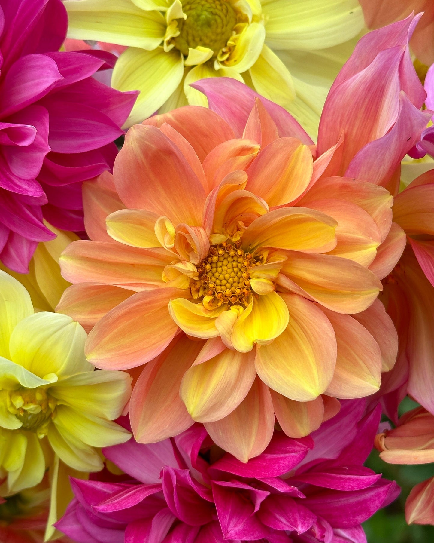 Dahlia