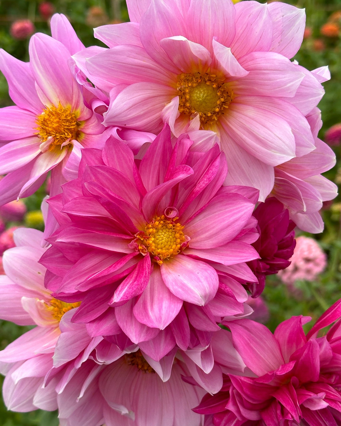 Dahlia
