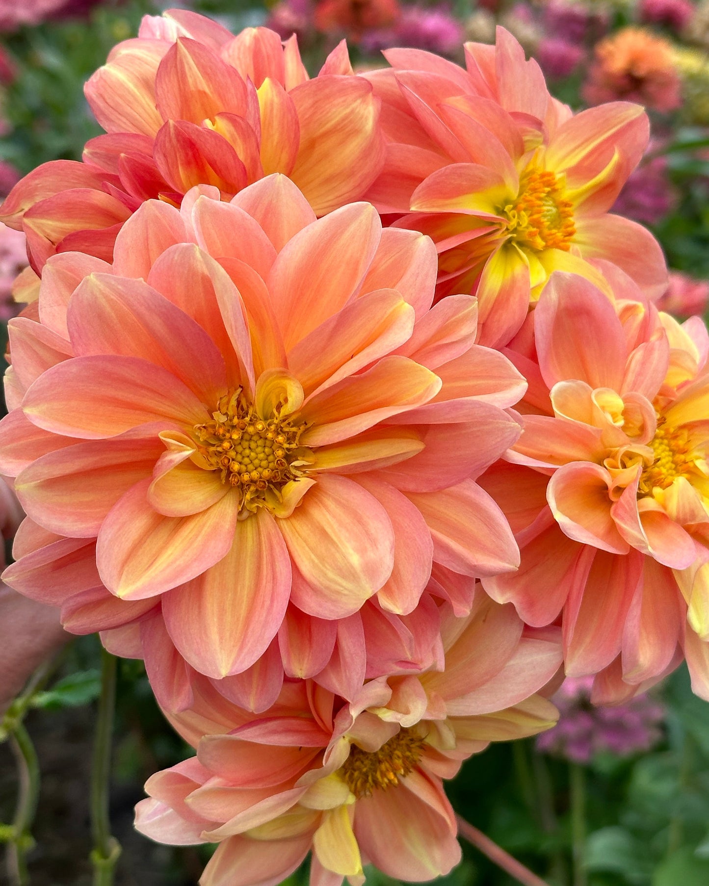 Dahlia