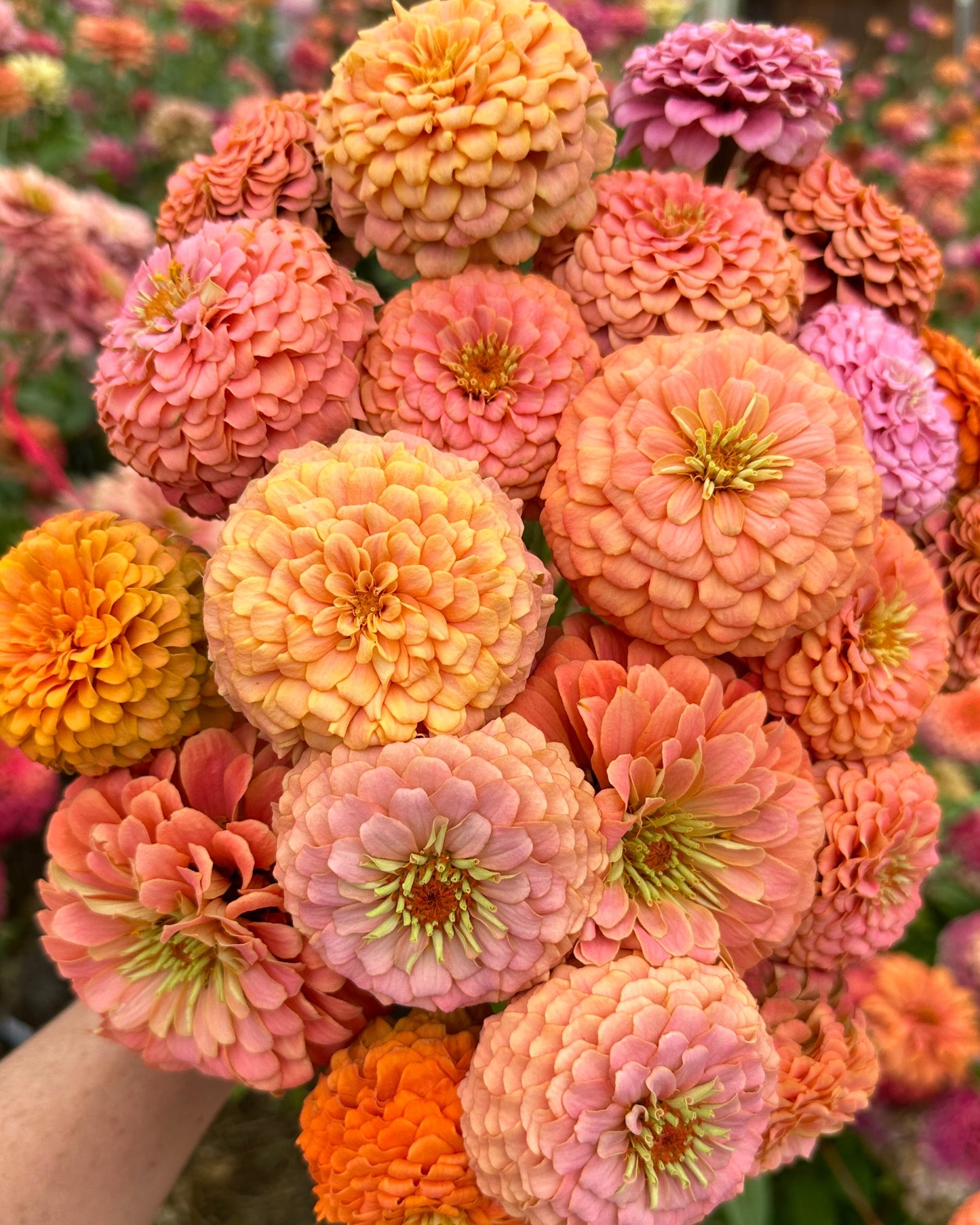 Windfall Magic Mix