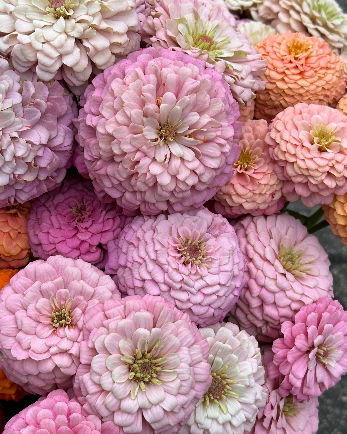 Zinnia Blend - Hope