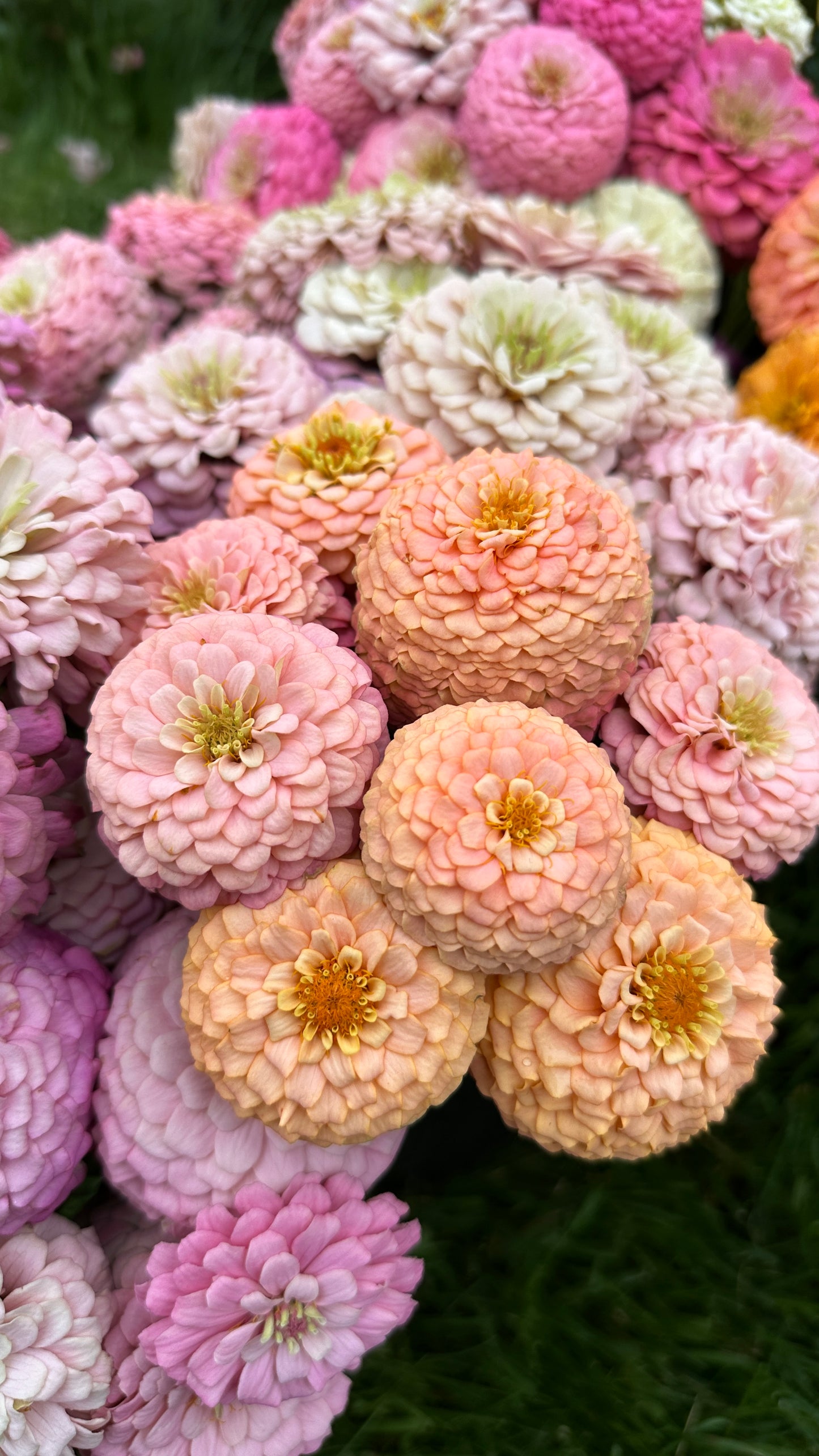 Zinnia Blend - Hope