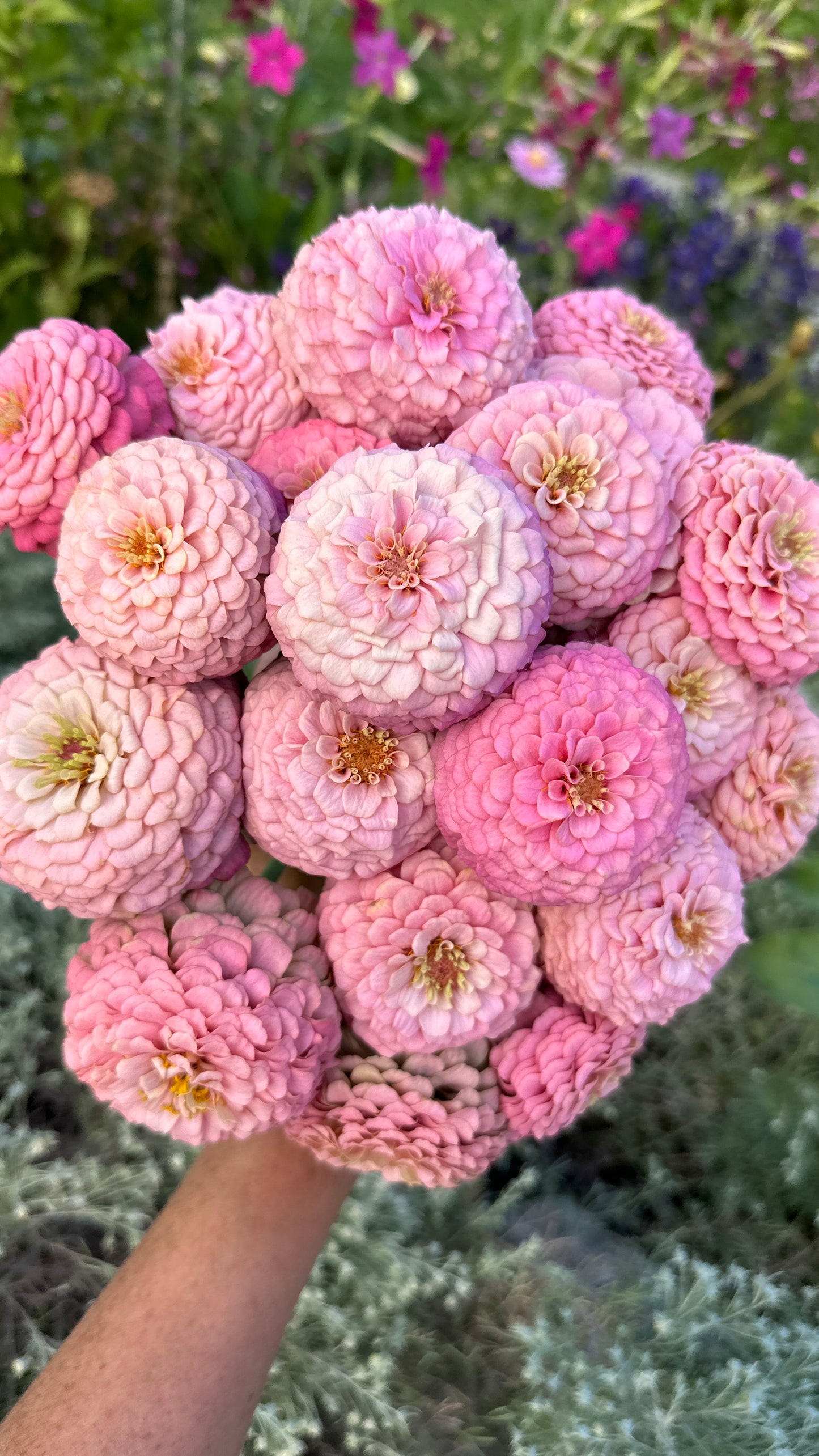 Zinnia Blend - Hope