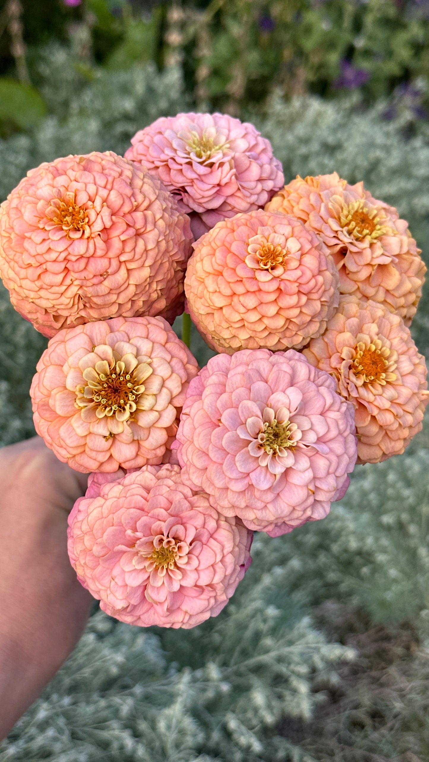 Zinnia Blend - Hope