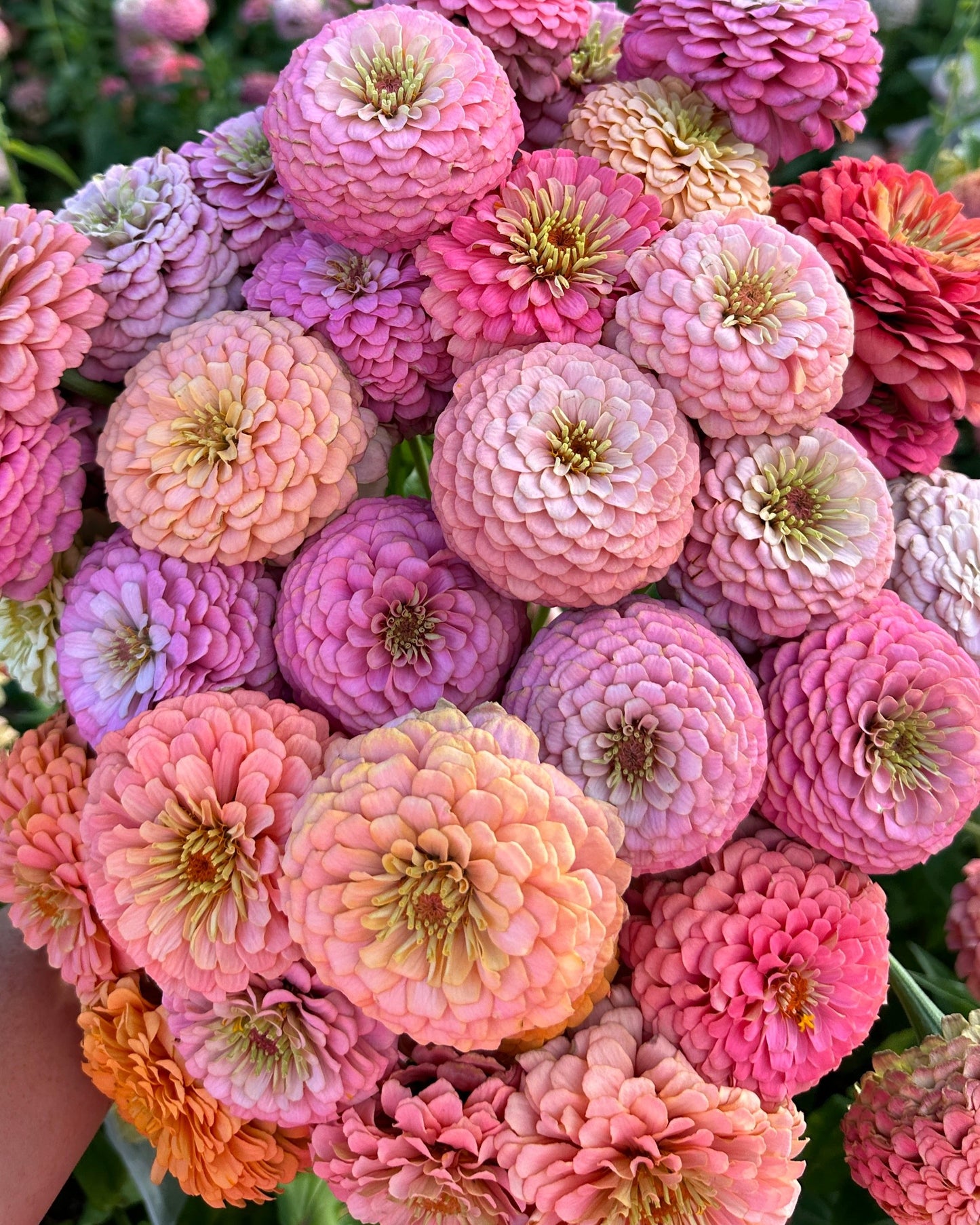 Zinnia Blend - Cheer (25 seeds)