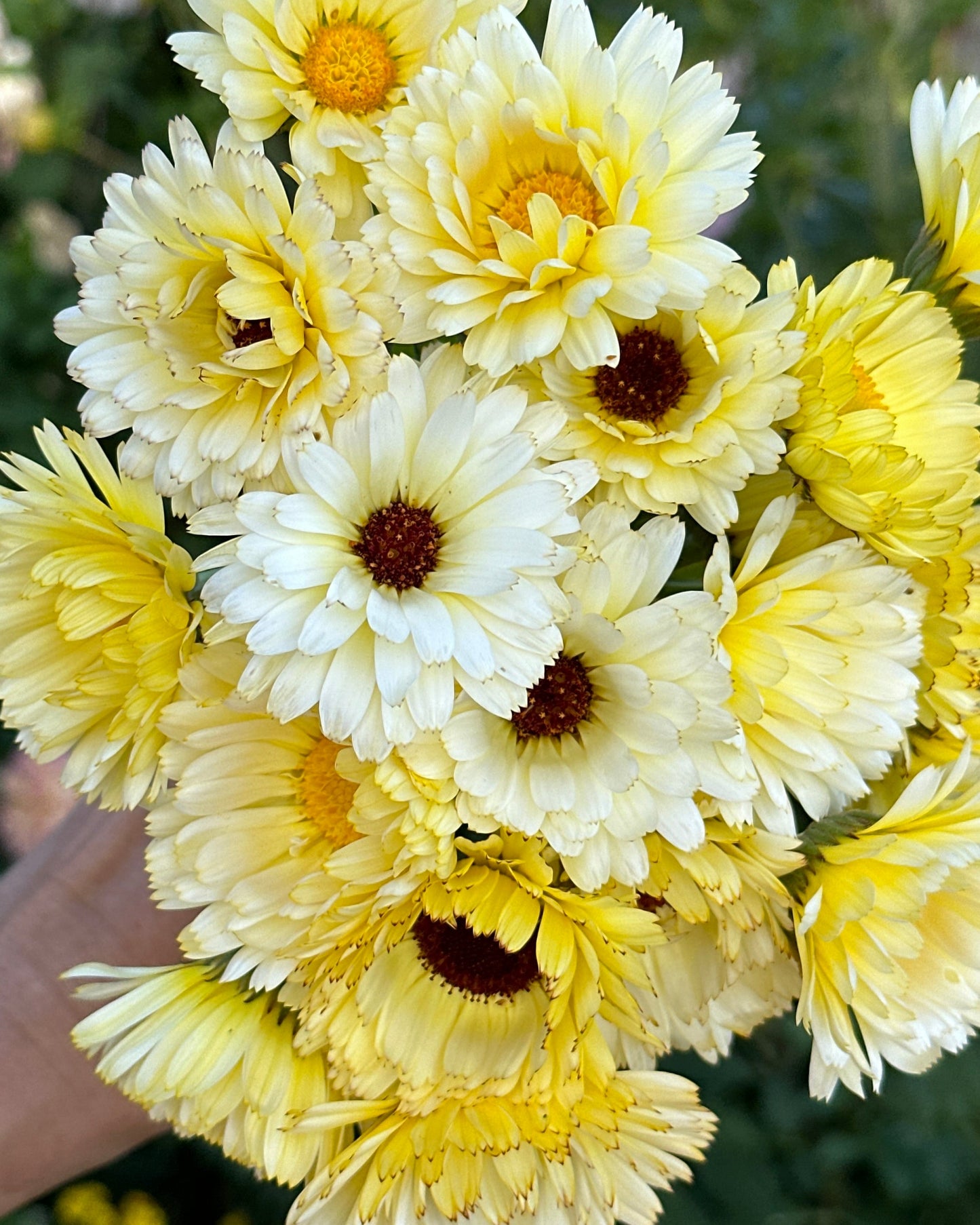Calendula