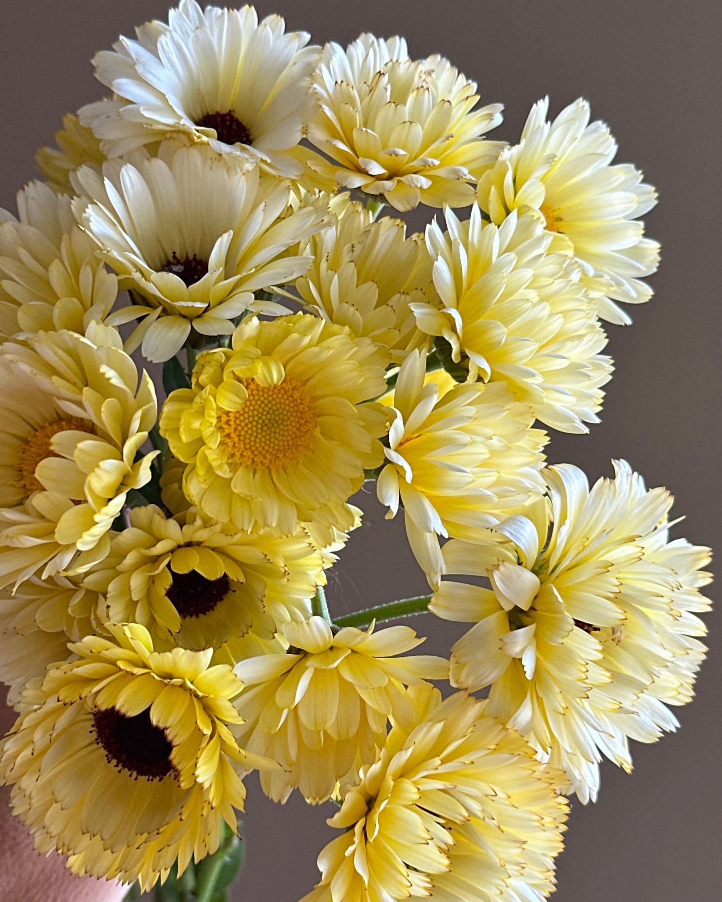Calendula