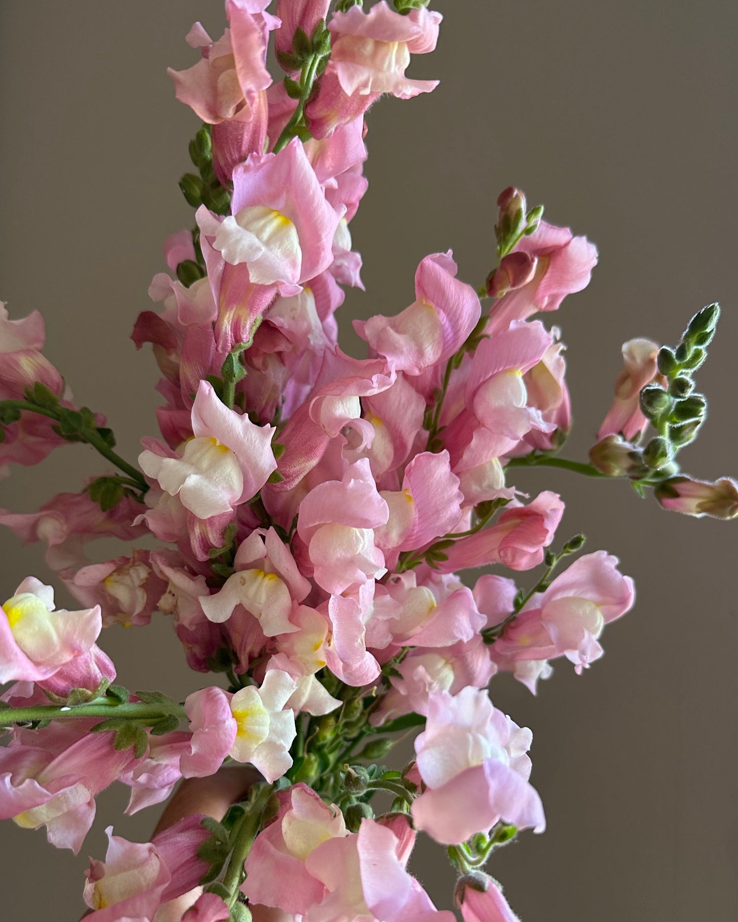 Snapdragon