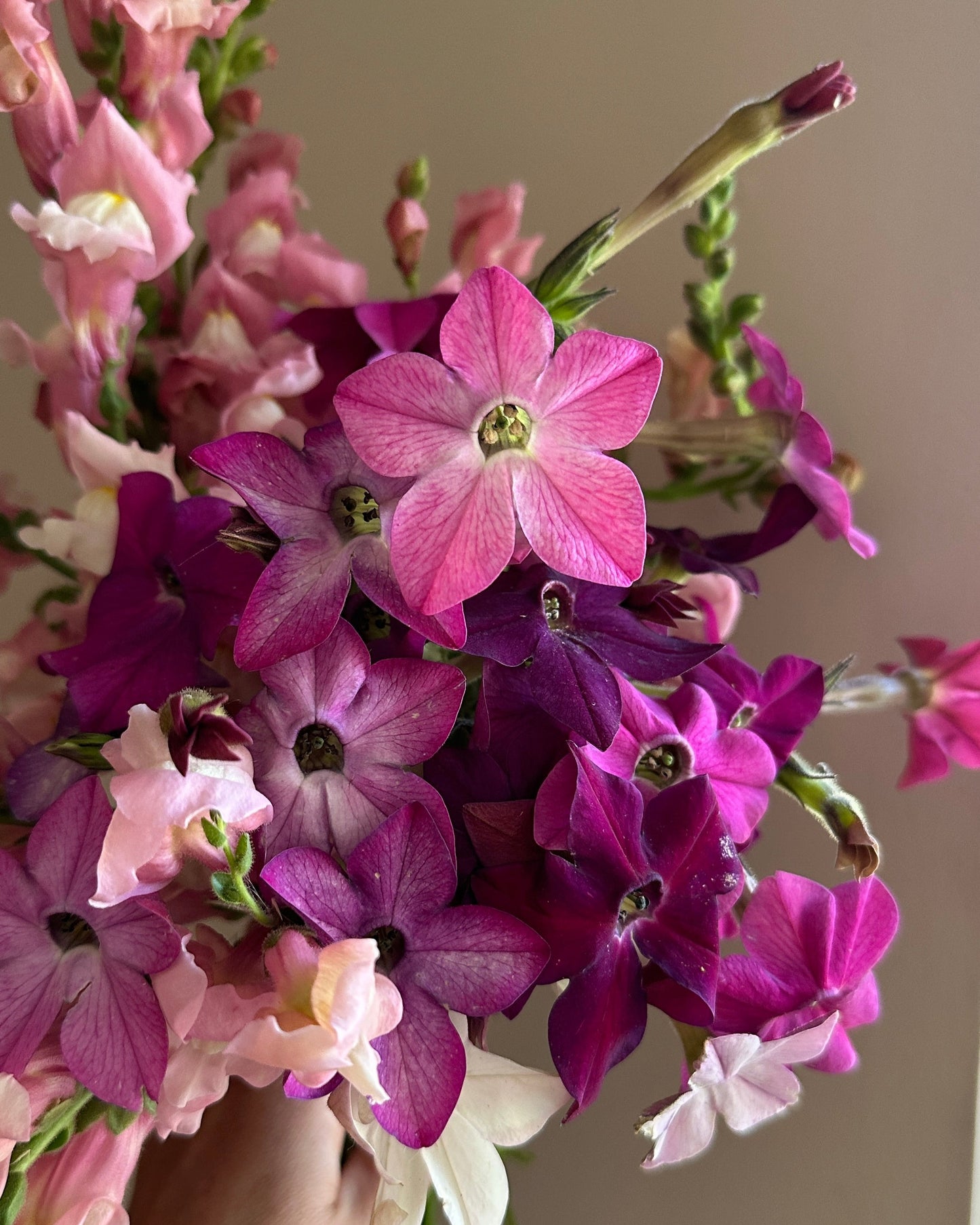 Nicotiana 'Sensation Mix'
