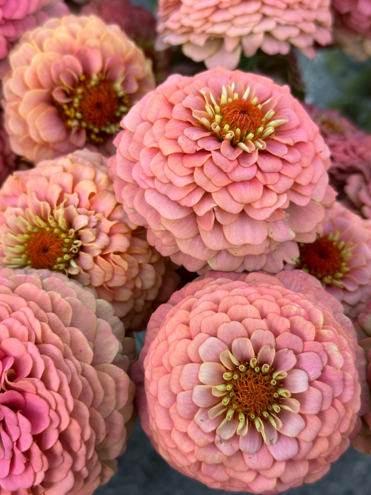 Zinnia - Windfall Peach (25 seeds)