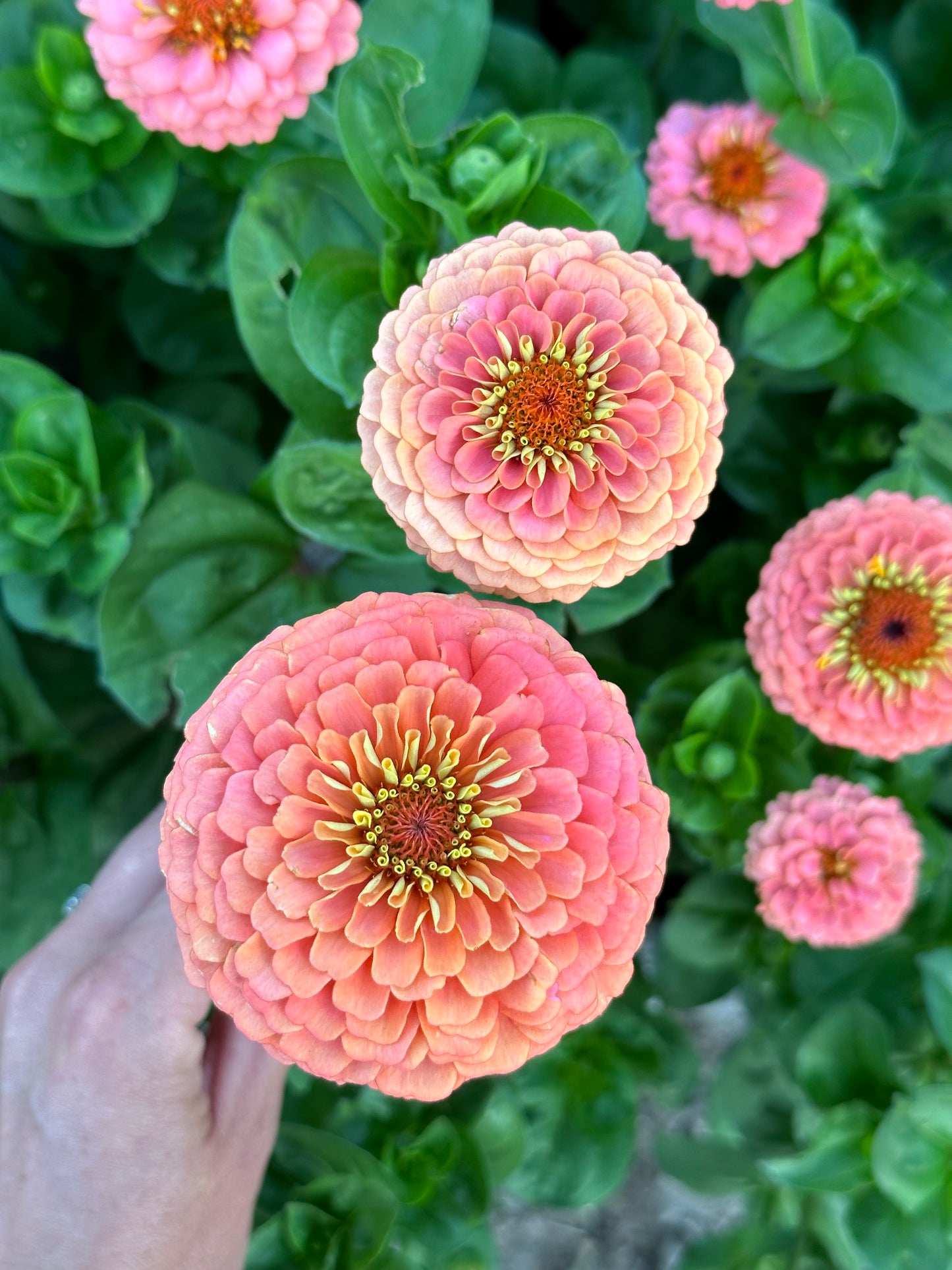 Zinnia - Windfall Peach (25 seeds)