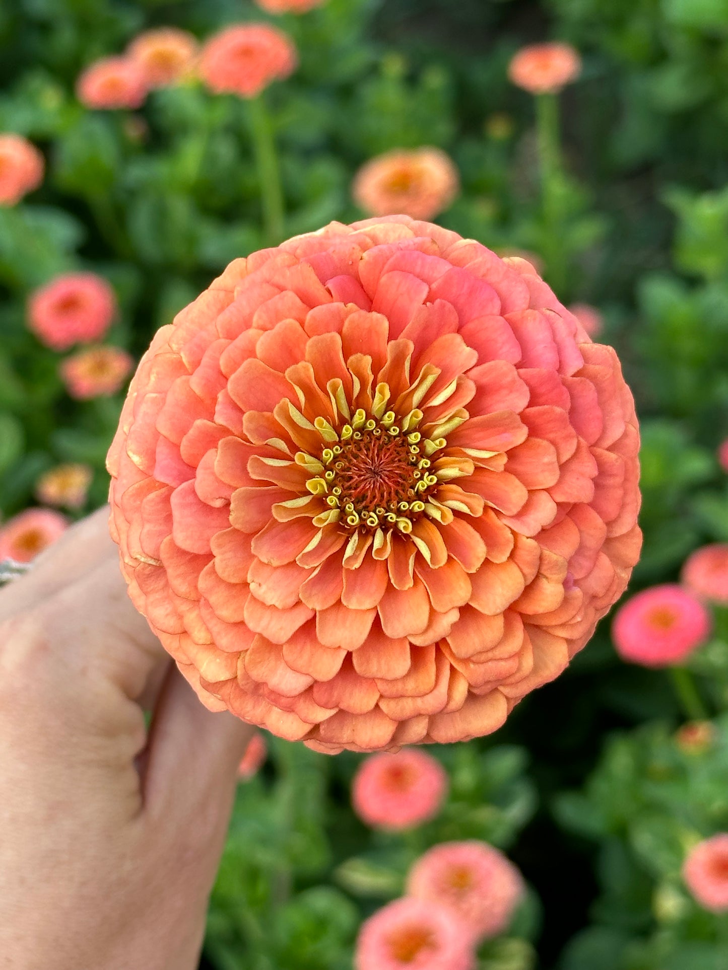 Zinnia - Windfall Peach (25 seeds)