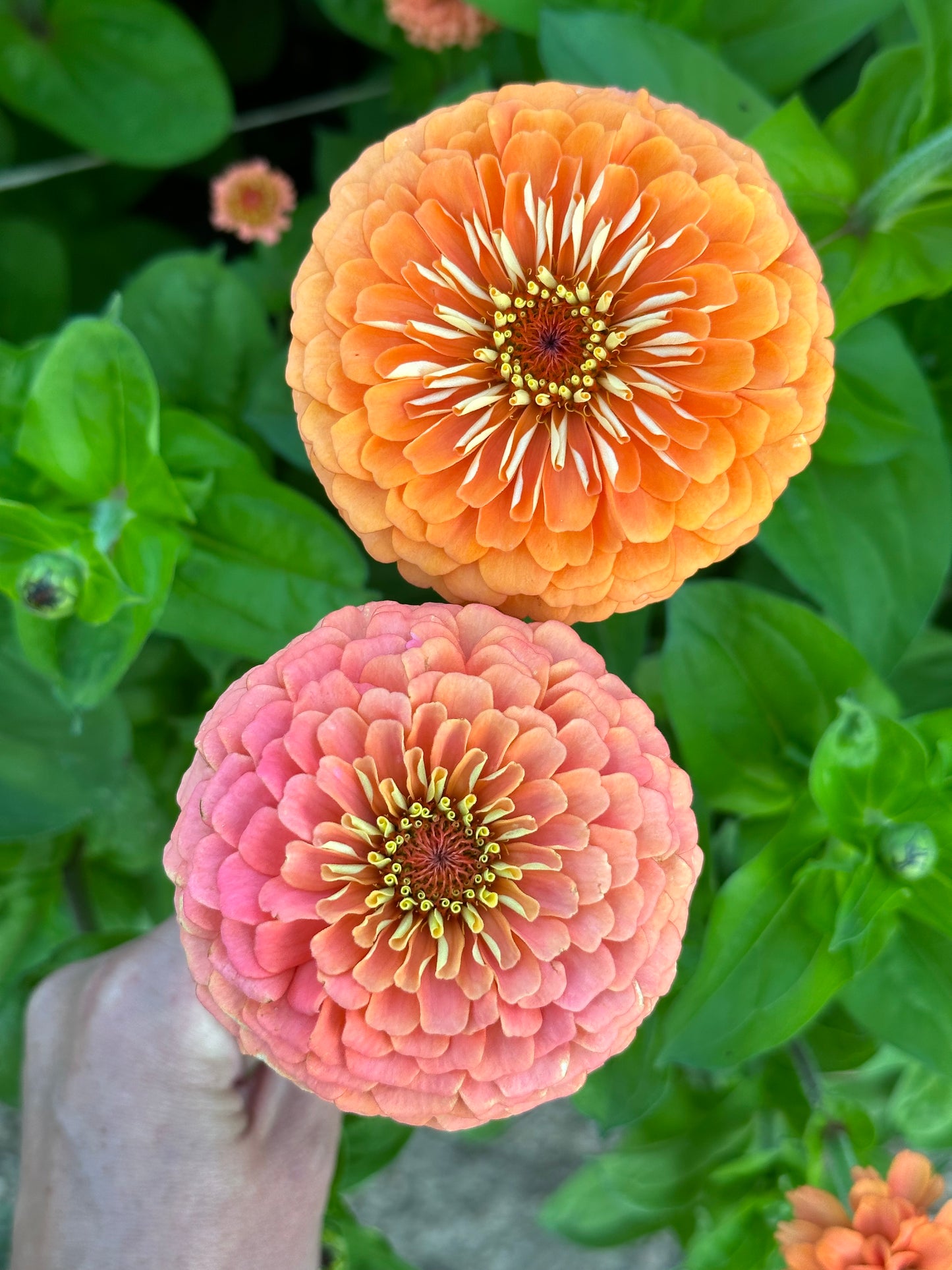 Zinnia - Windfall Peach (25 seeds)