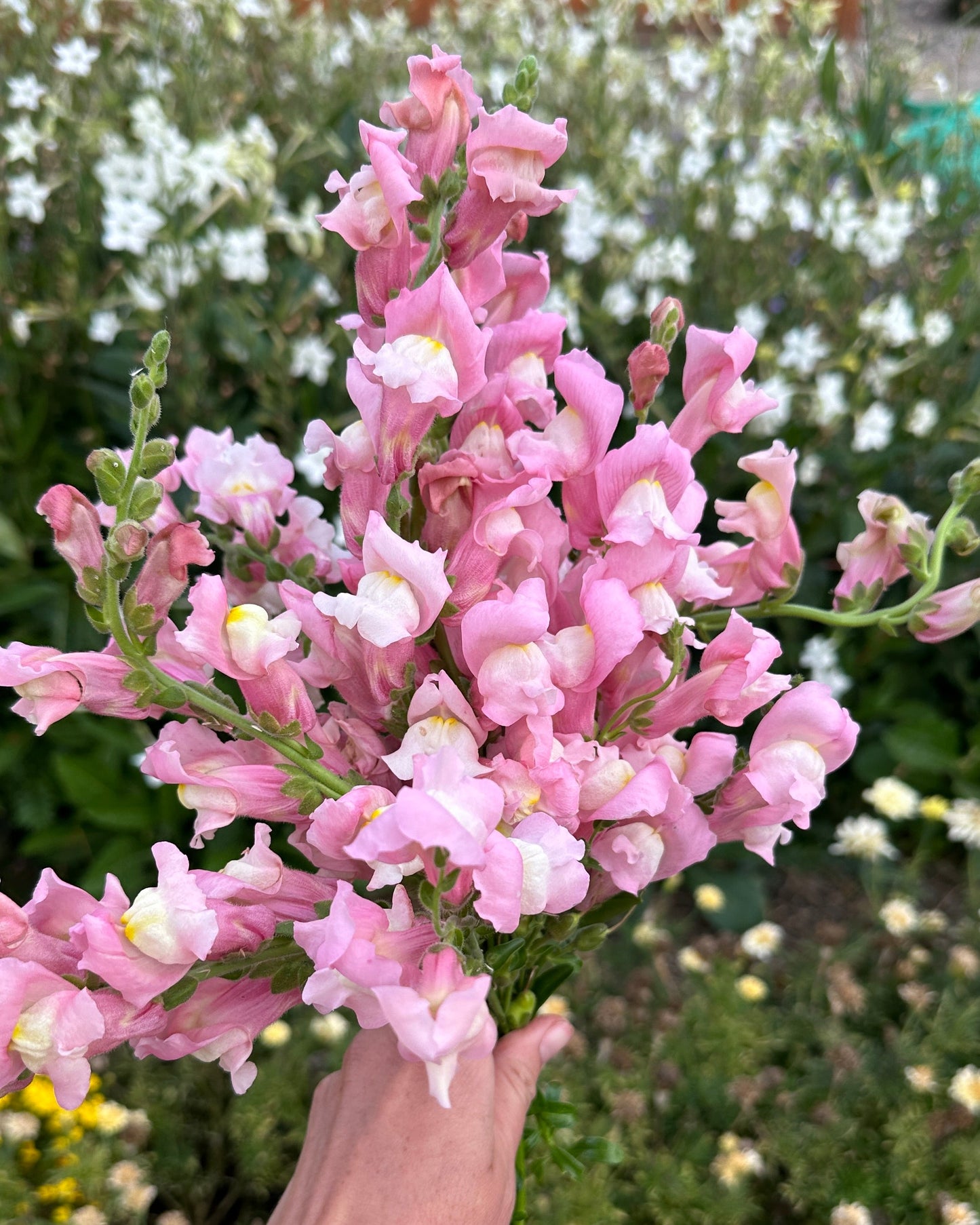 Snapdragon
