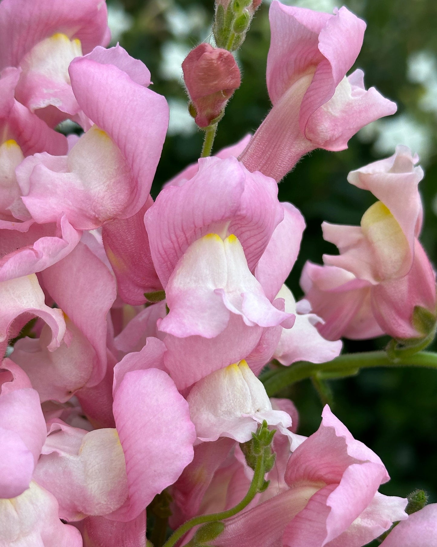 Snapdragon