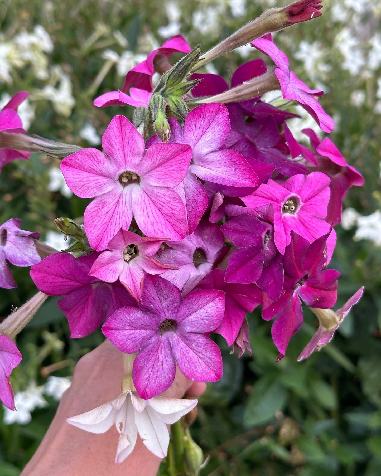 Nicotiana 'Sensation Mix'