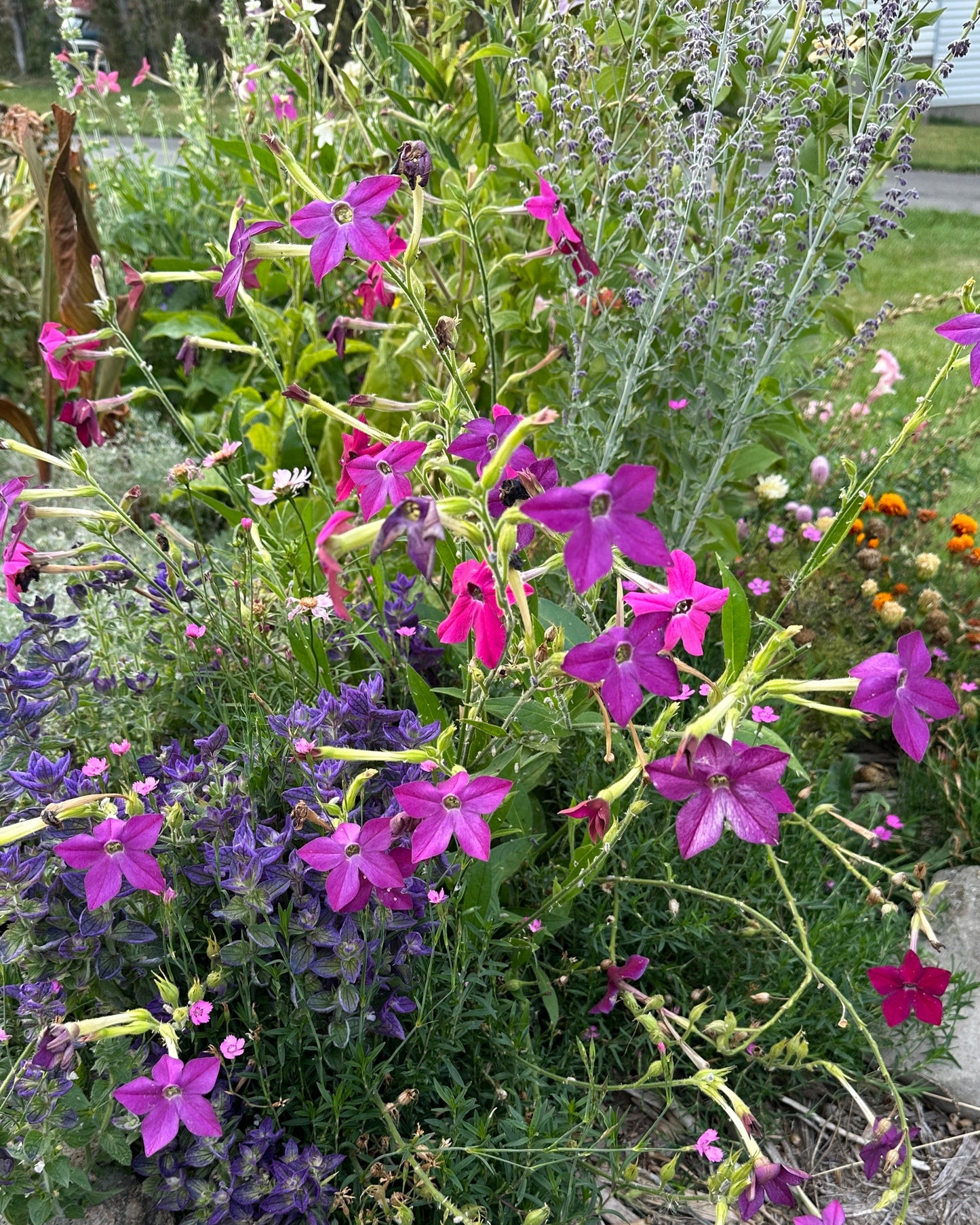 Nicotiana 'Sensation Mix'