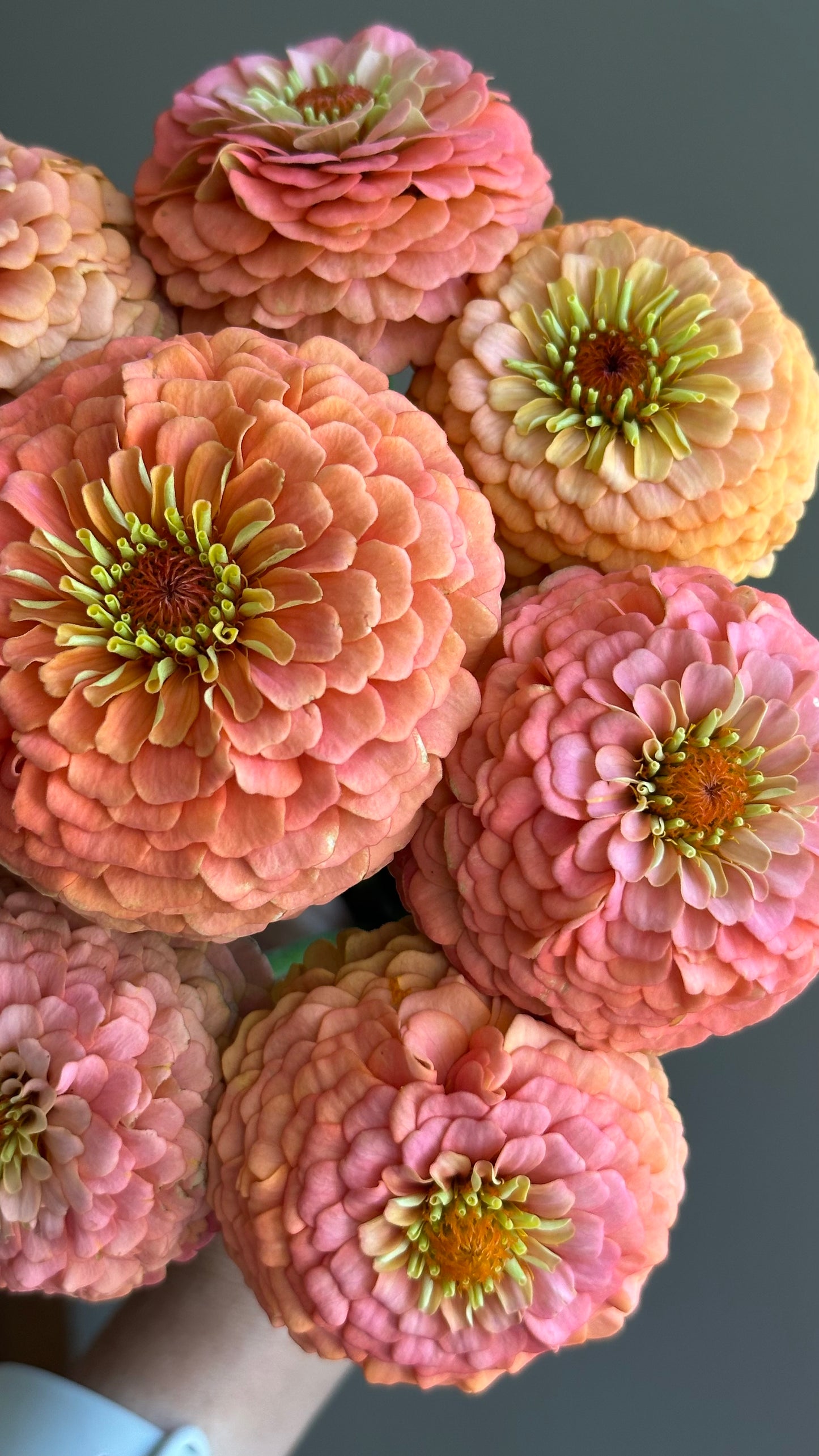 Zinnia - Windfall Peach (25 seeds)